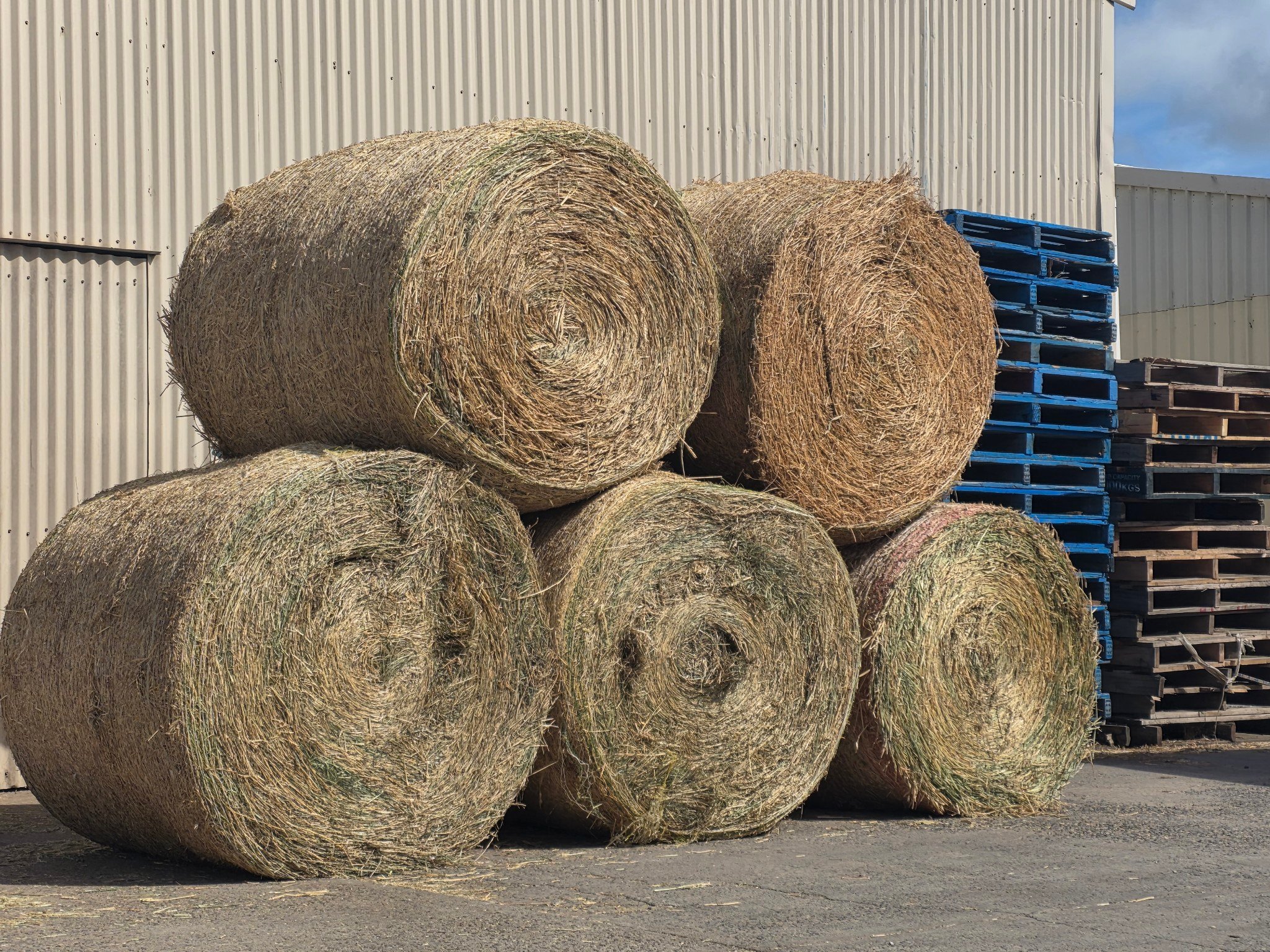 AV - Old season 4ft rounds 1x Oaten $155 1x Wheaten beardless $155 1x ...