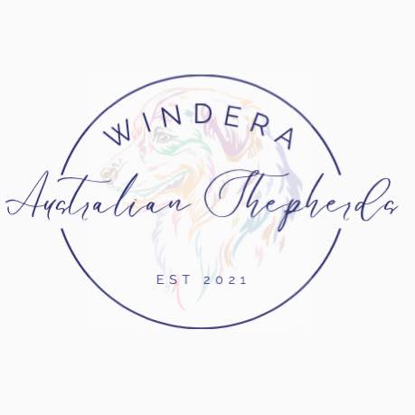 Windera Australian... - Windera Australian Shepherds