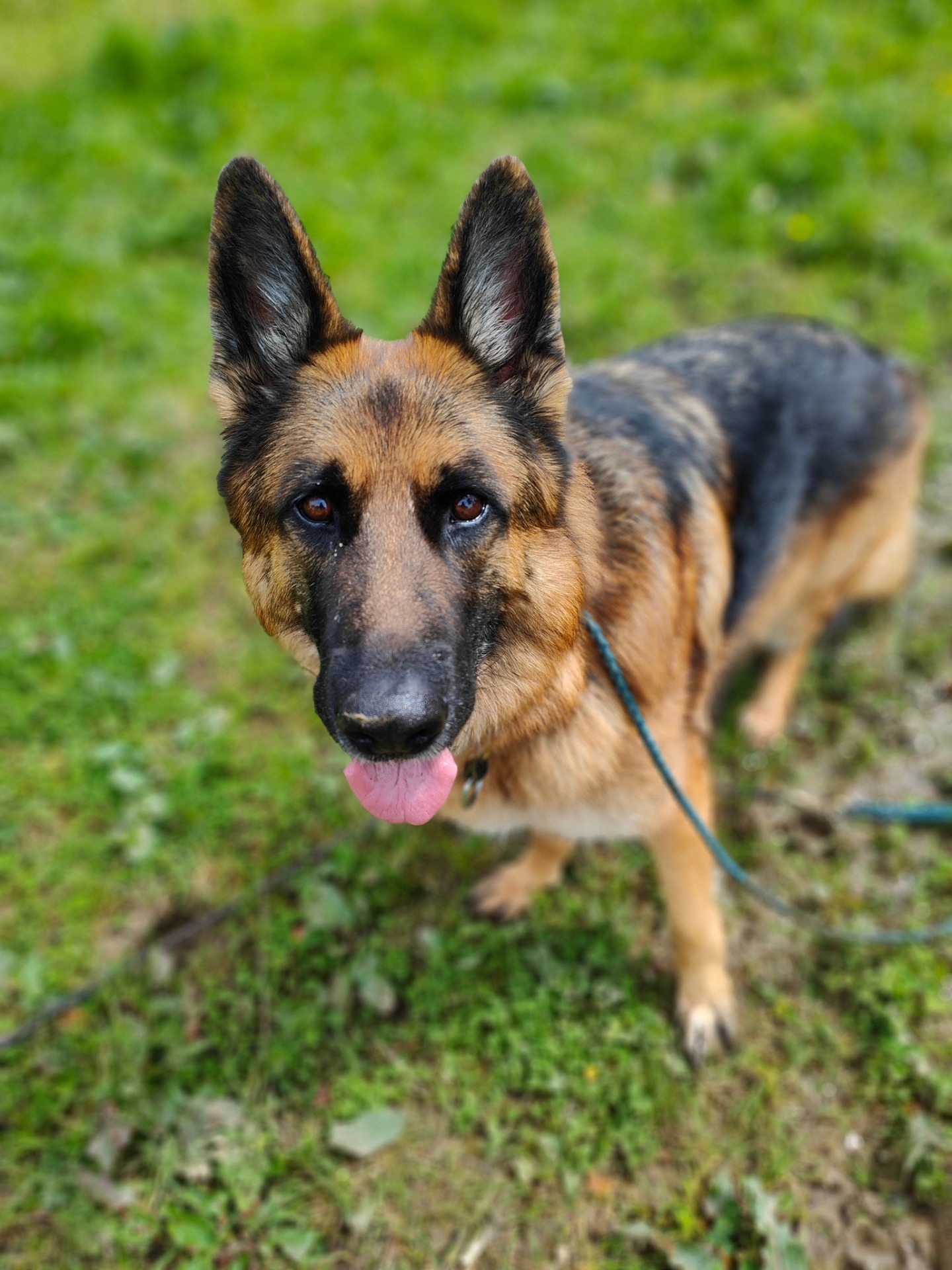 Dogs By Design