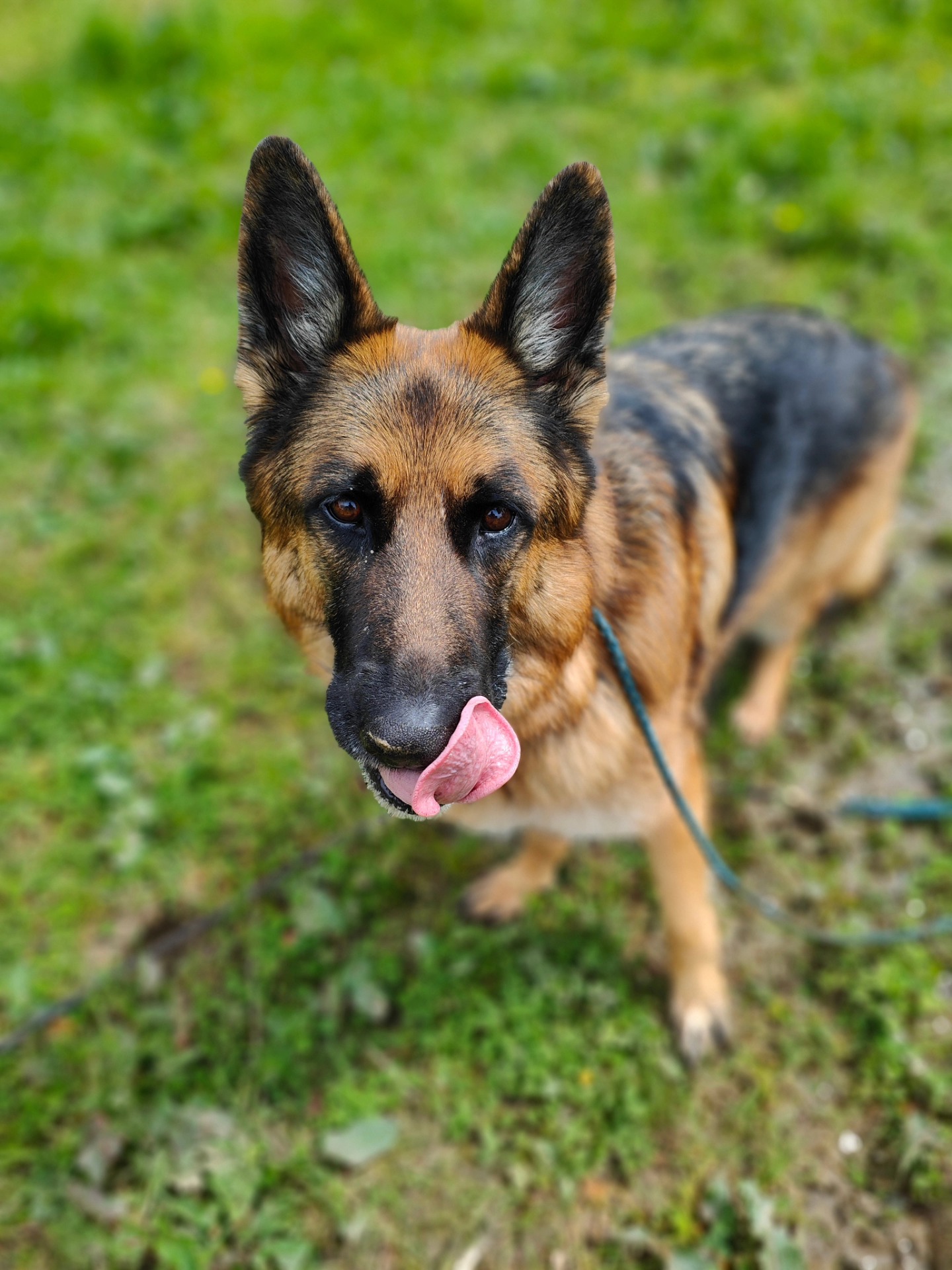 Dogs By Design