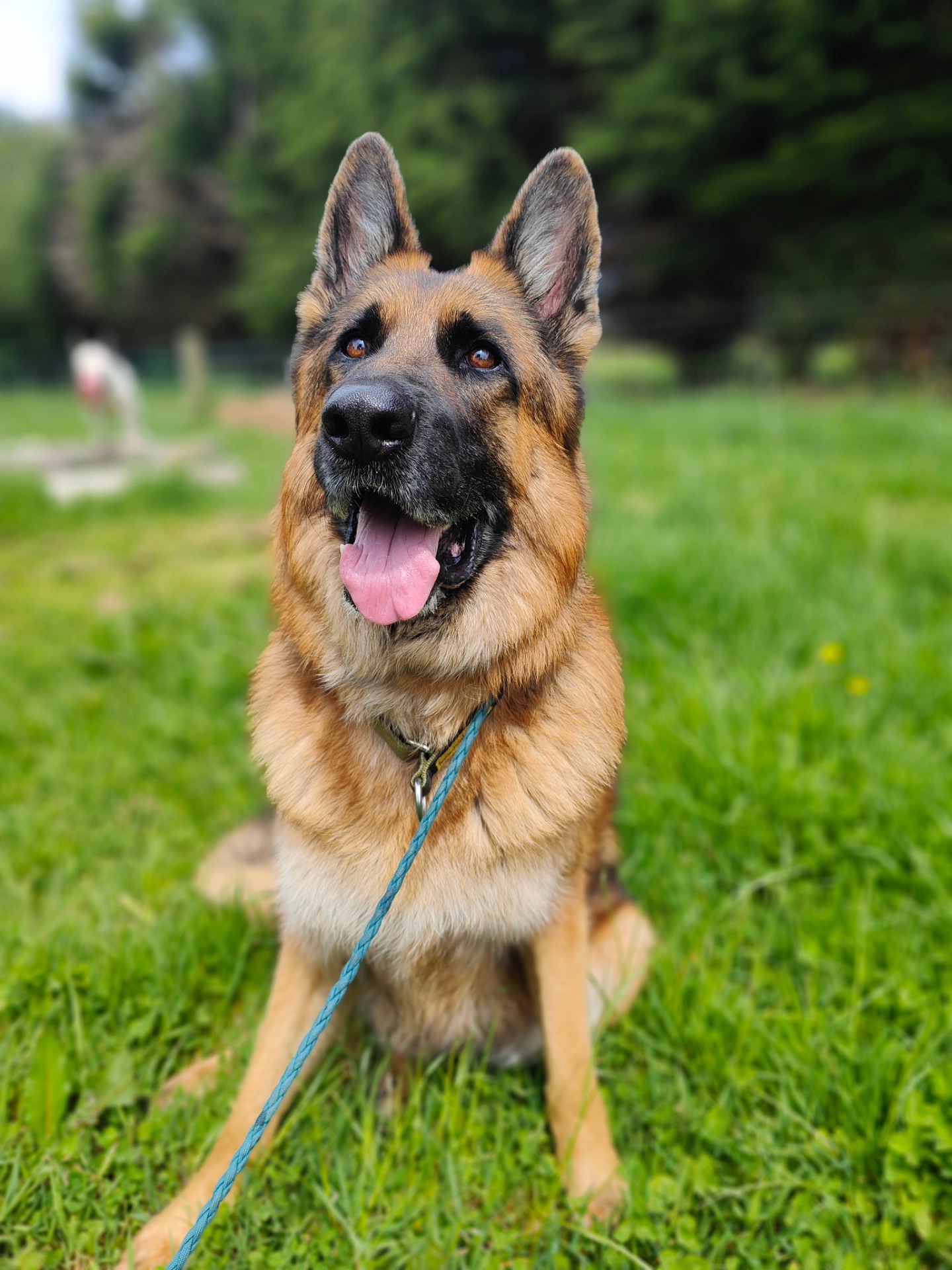 Dogs By Design