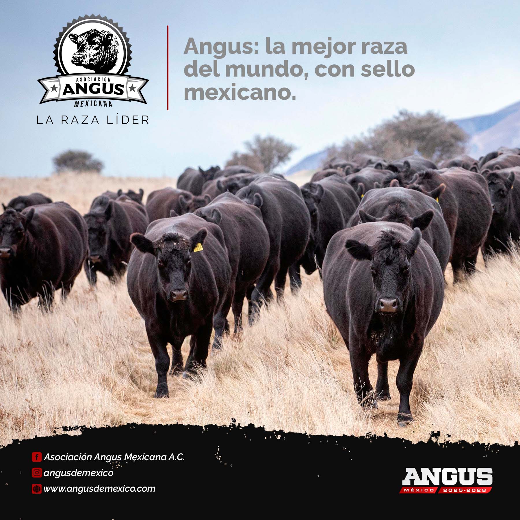 Asociación Angus Mexicana... - Asociación Angus Mexicana A.C.