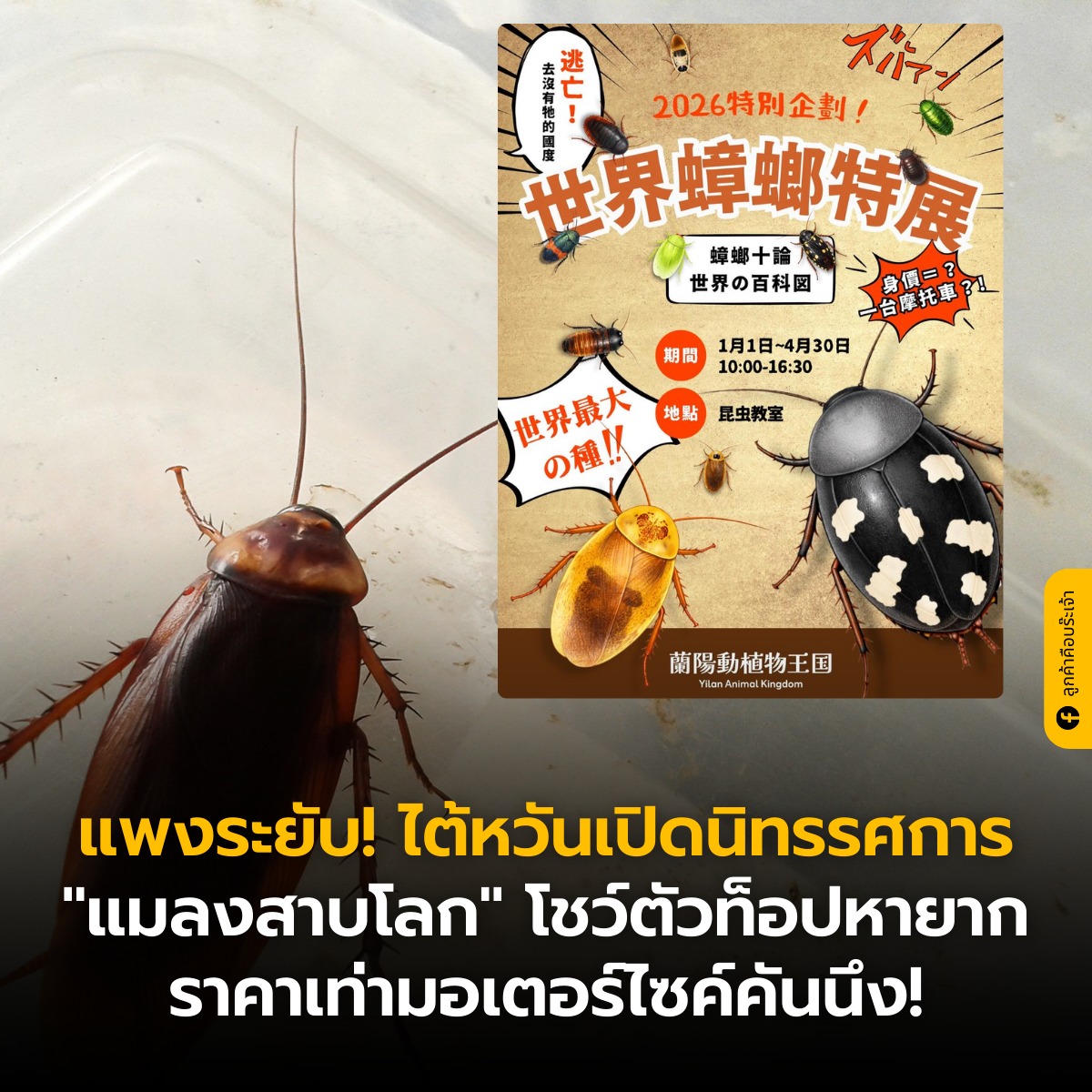 ลูกค้าคือบร๊ะเจ้า - เตรียมล้างภาพจำเดิมๆ! สวนสัตว์หลานหยาง ประเทศ ...