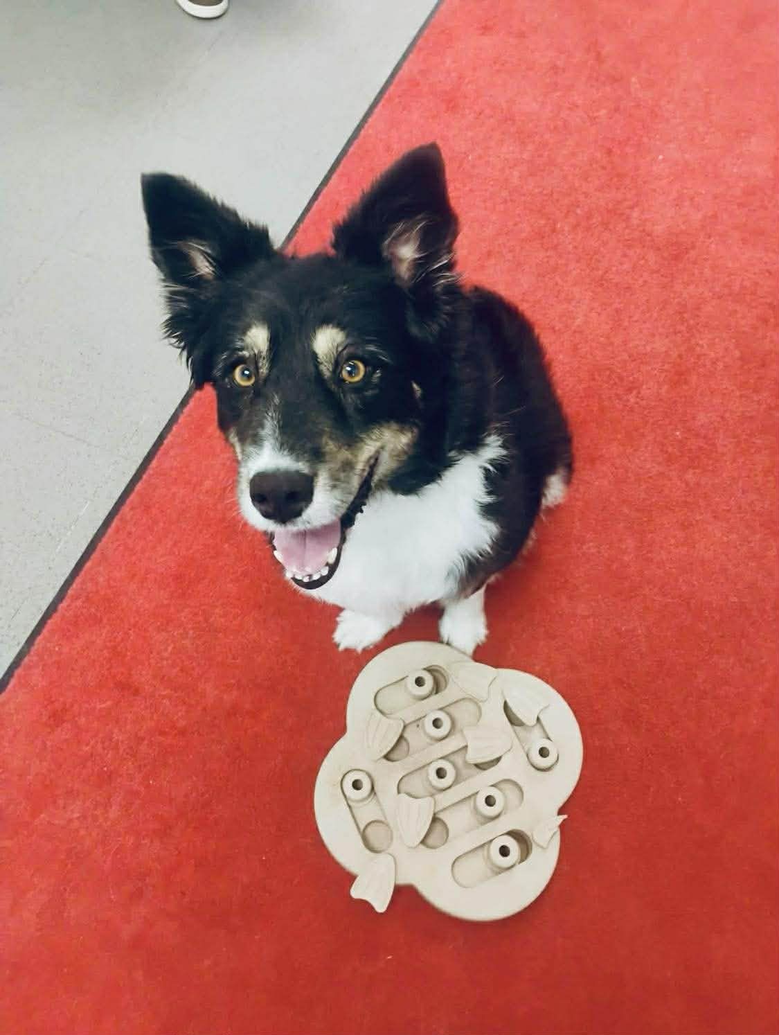 Herkimer - 🌟 Meet Addie – Our Snow-Loving Wiggle Butt Warrior 🌟 Addie ...