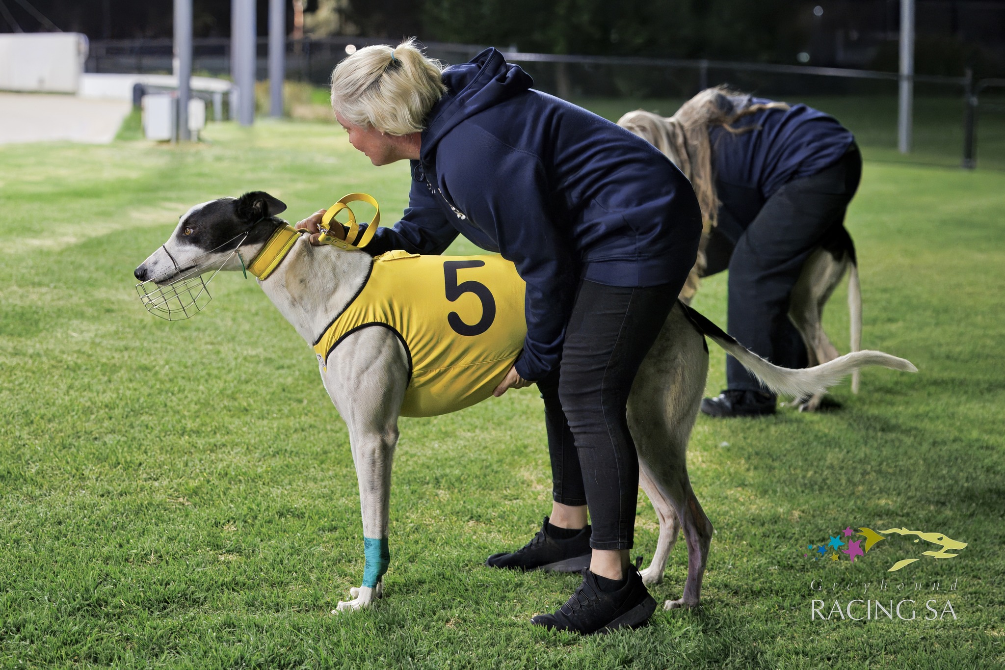 Greyhound Racing South Australia | Adelaide SA