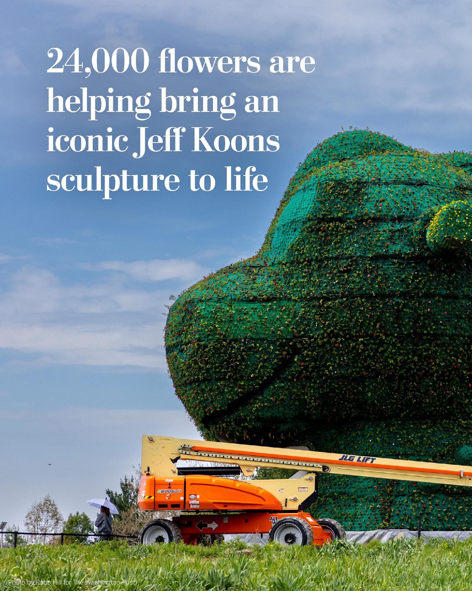 Each spring in Potomac, Maryland, over 24,000 flowers are planted