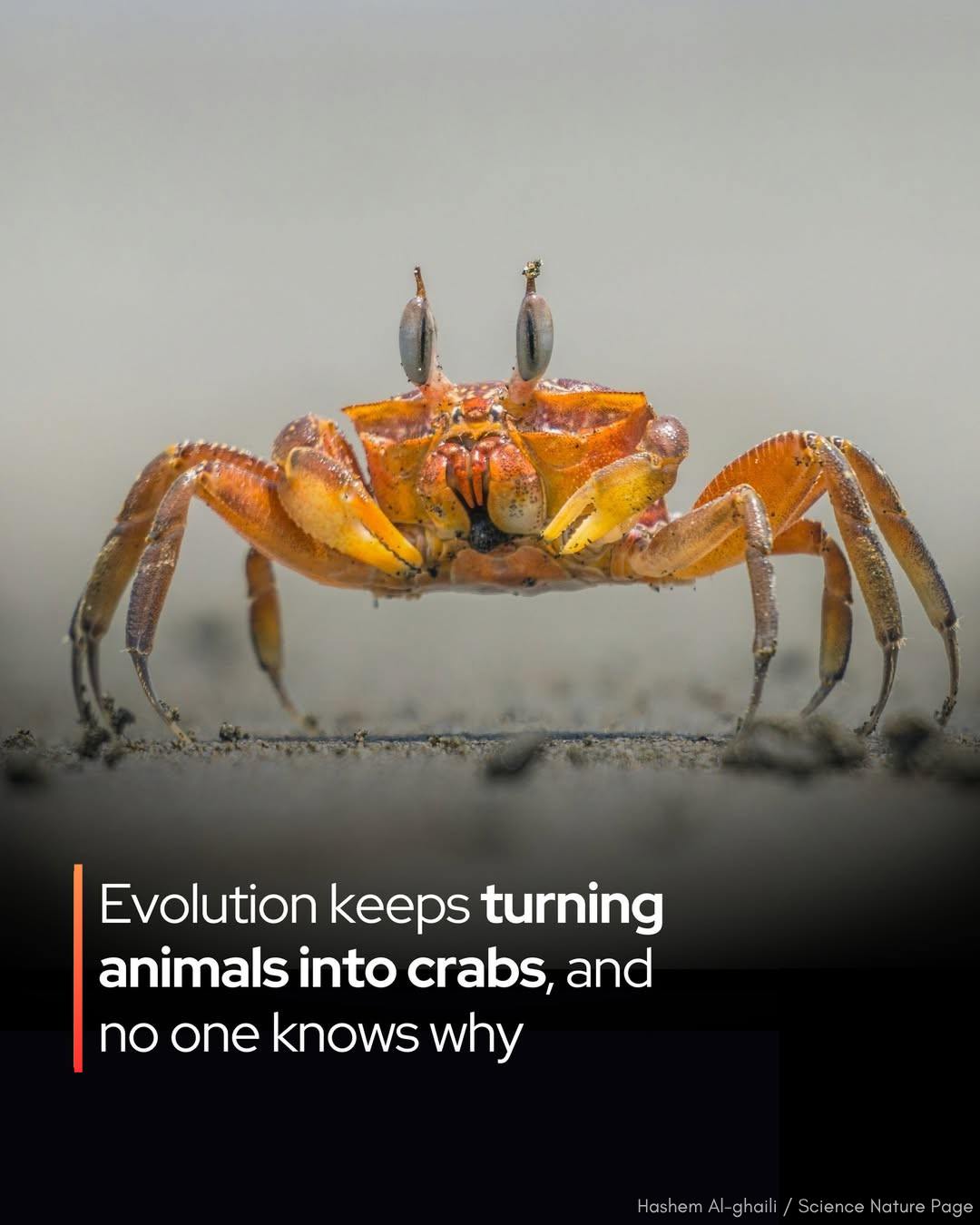 Evolution | Carcinization is the separate, five-time evolution of crabs ...