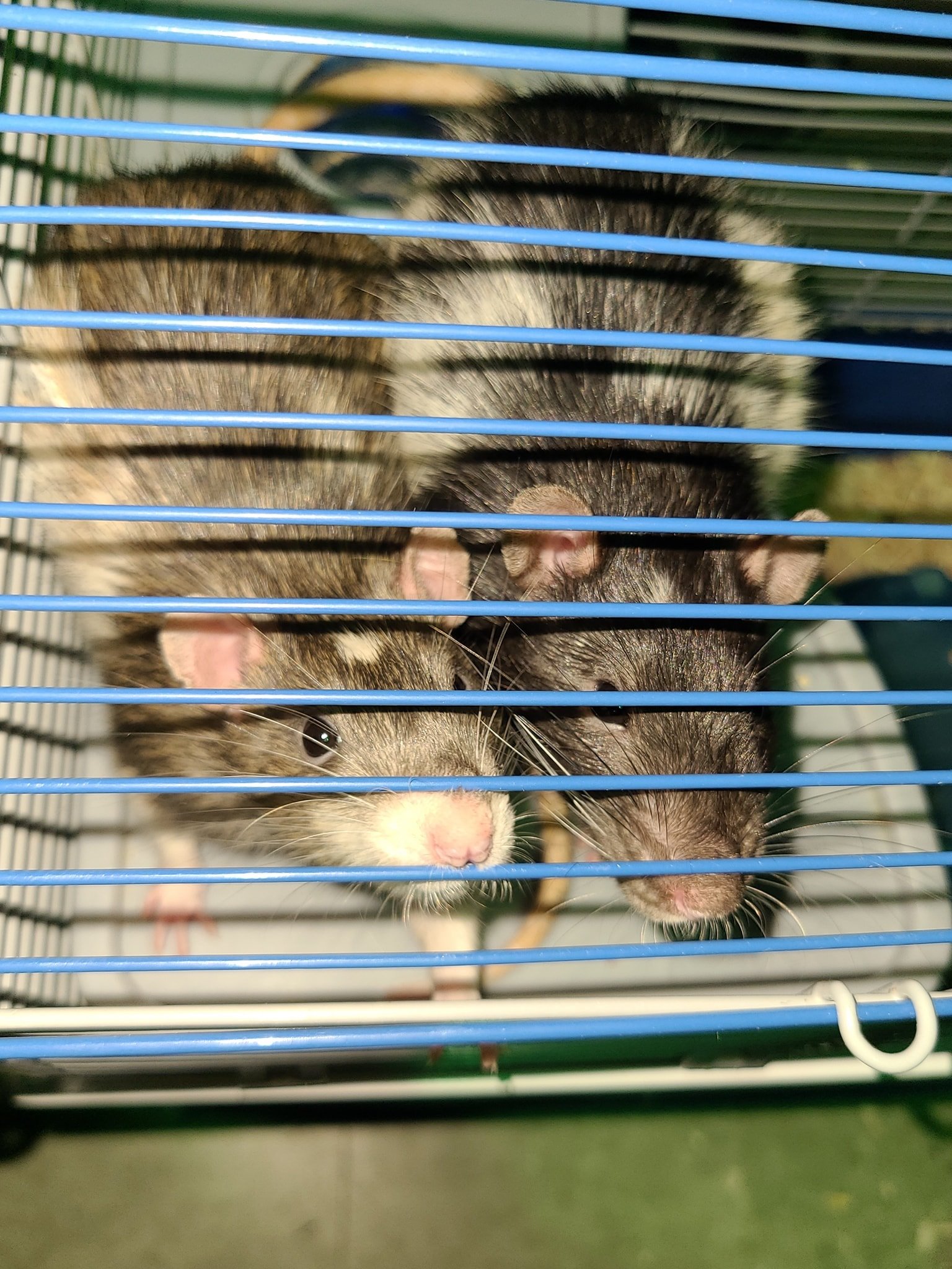 Chasing Tails Rattery of Las Vegas | Las Vegas NV