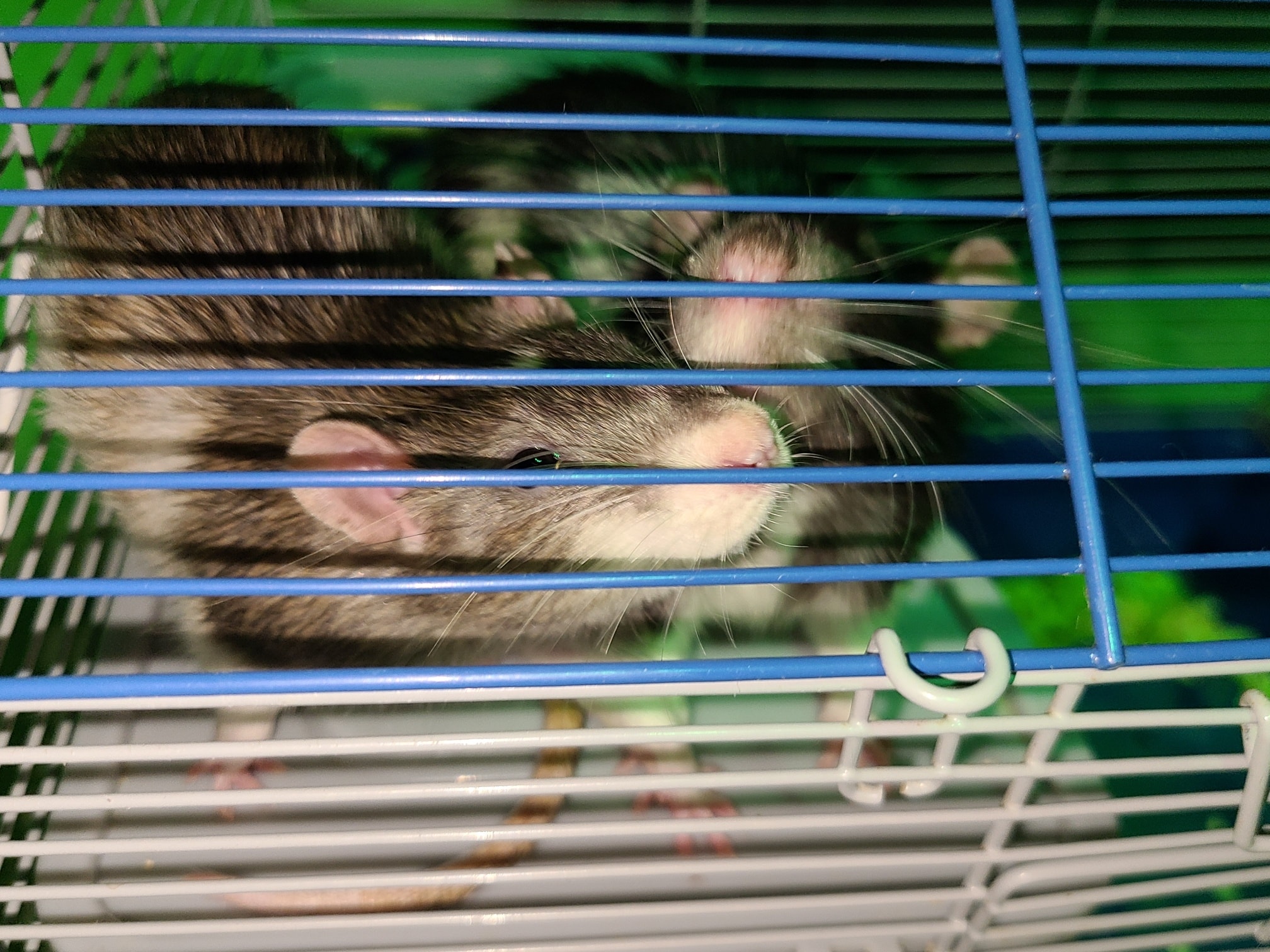 Chasing Tails Rattery of Las Vegas | Las Vegas NV
