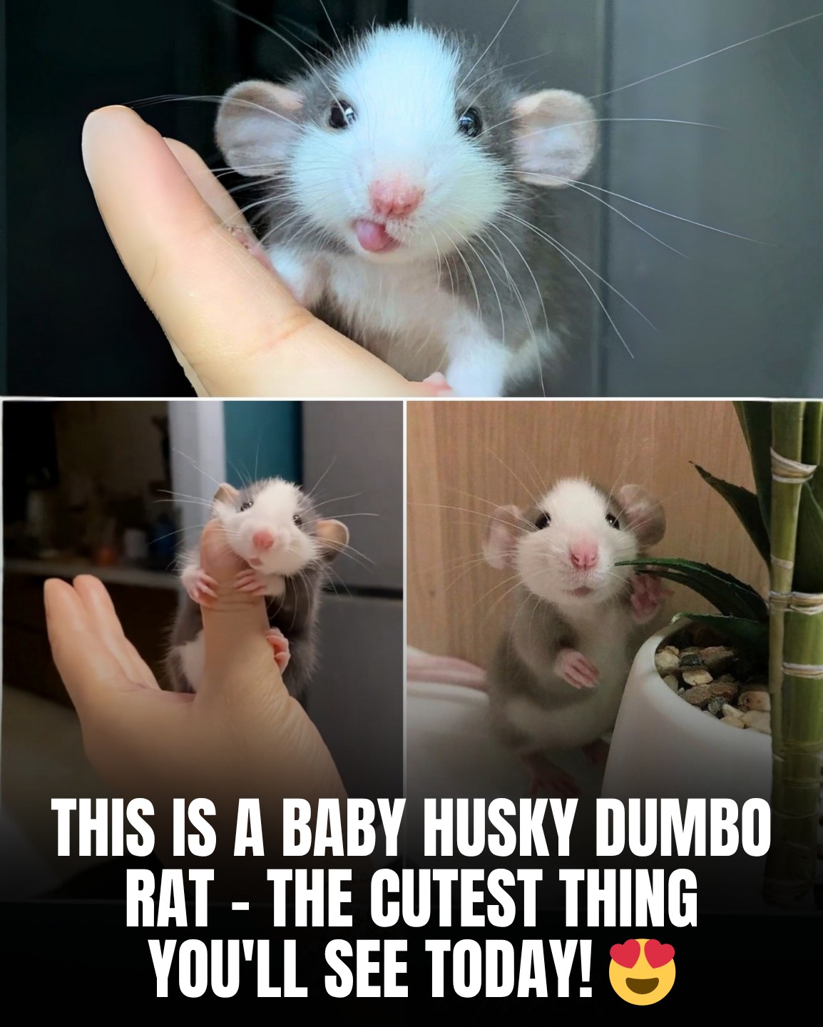 MaximBady - Meet the Baby Husky Dumbo Rat – the Cutest Little Face You ...