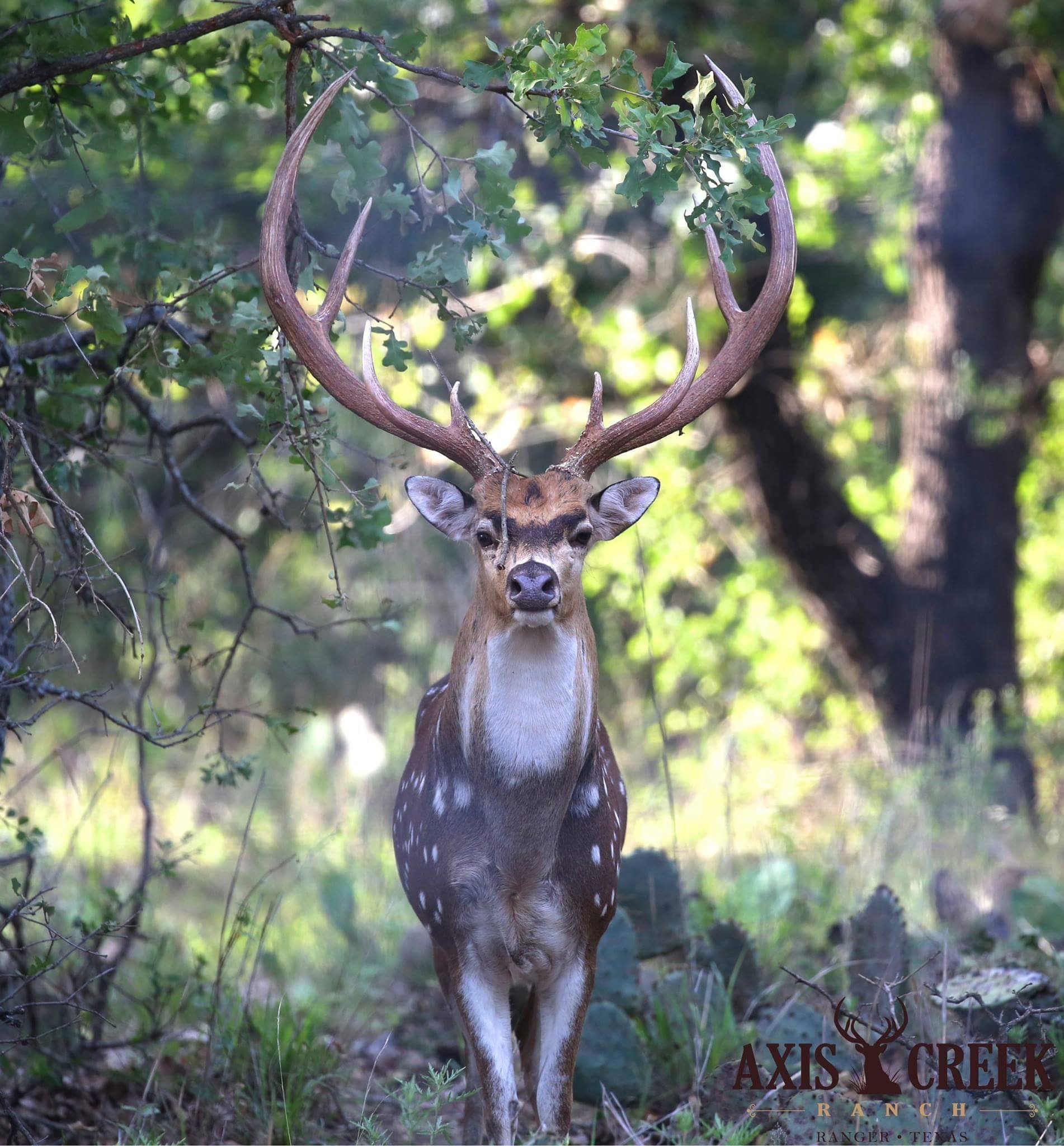 Axis Creek Ranch