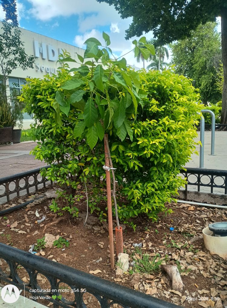 Hoja Verde - Tabebuia rosea - Maculis rosa 🩷🌳 Con daño... | Facebook