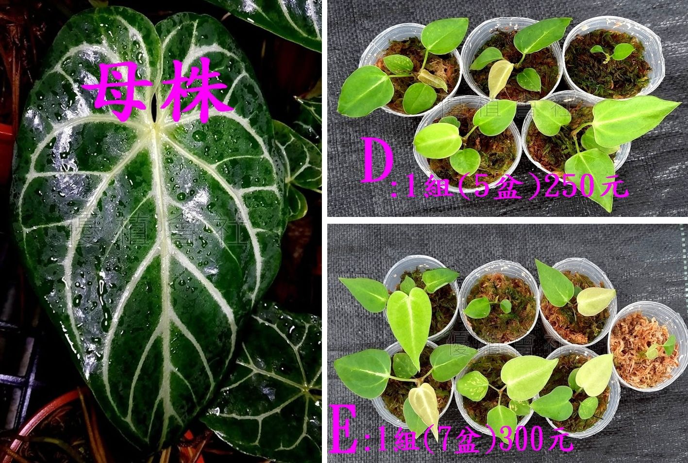 ⚠️⚠️⚠️【優植會社】⚠️⚠️⚠️ 上架(自然環境栽培，非冷房燈養)