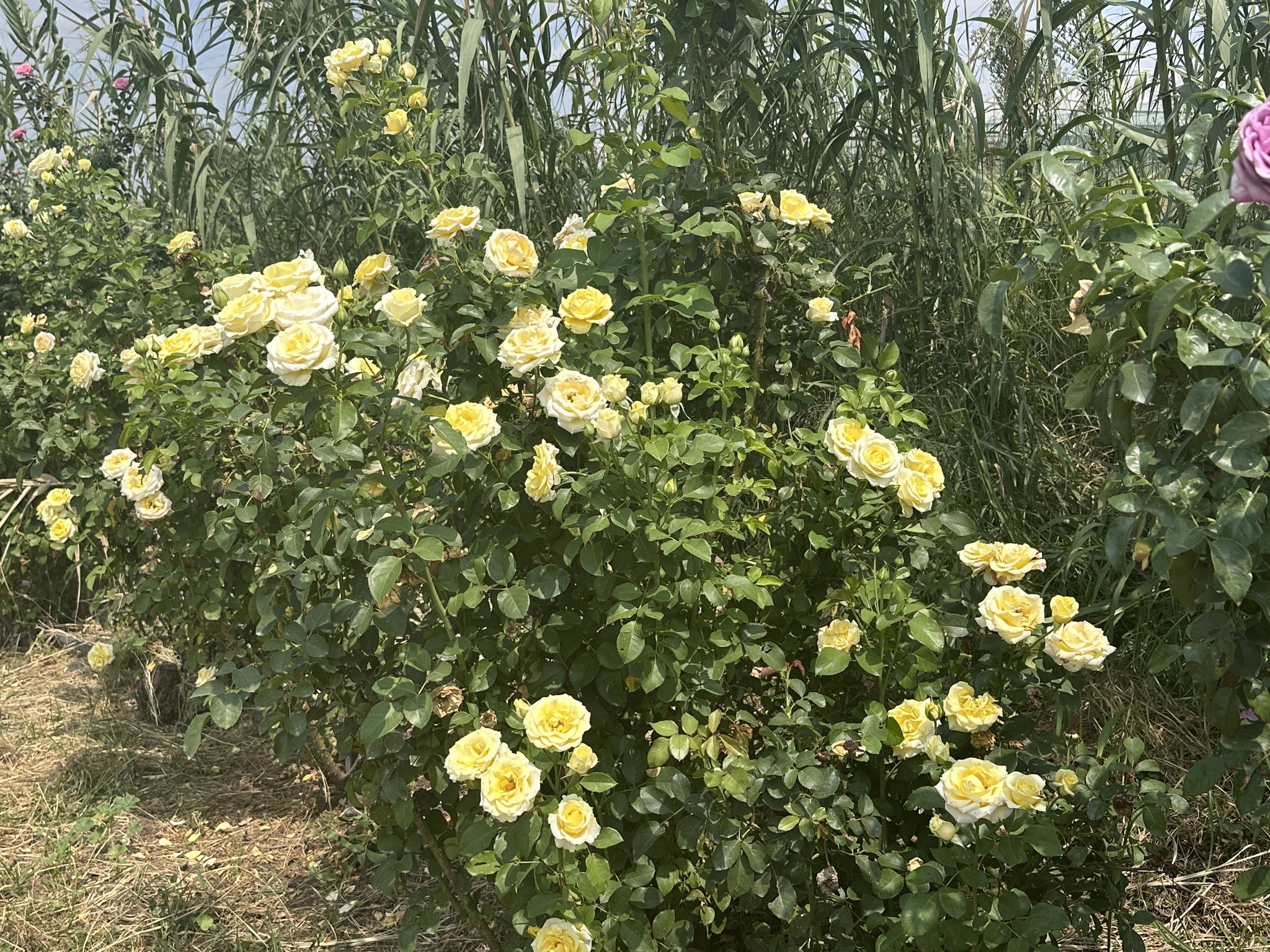 Ludwig's Roses - Rose indica Major as it is best known is in full bloom ...