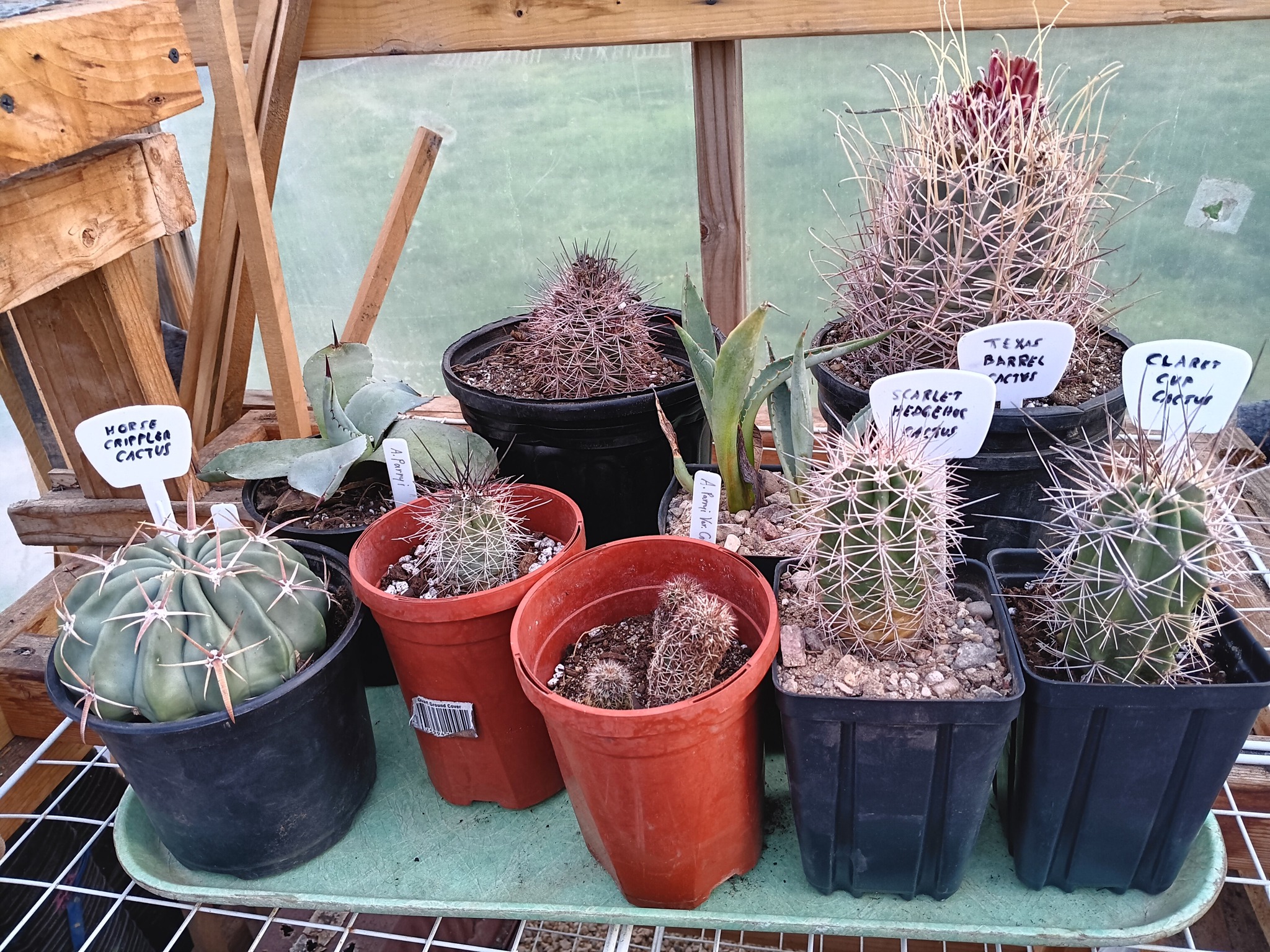 Collecting cold hardy cacti for zone pushing