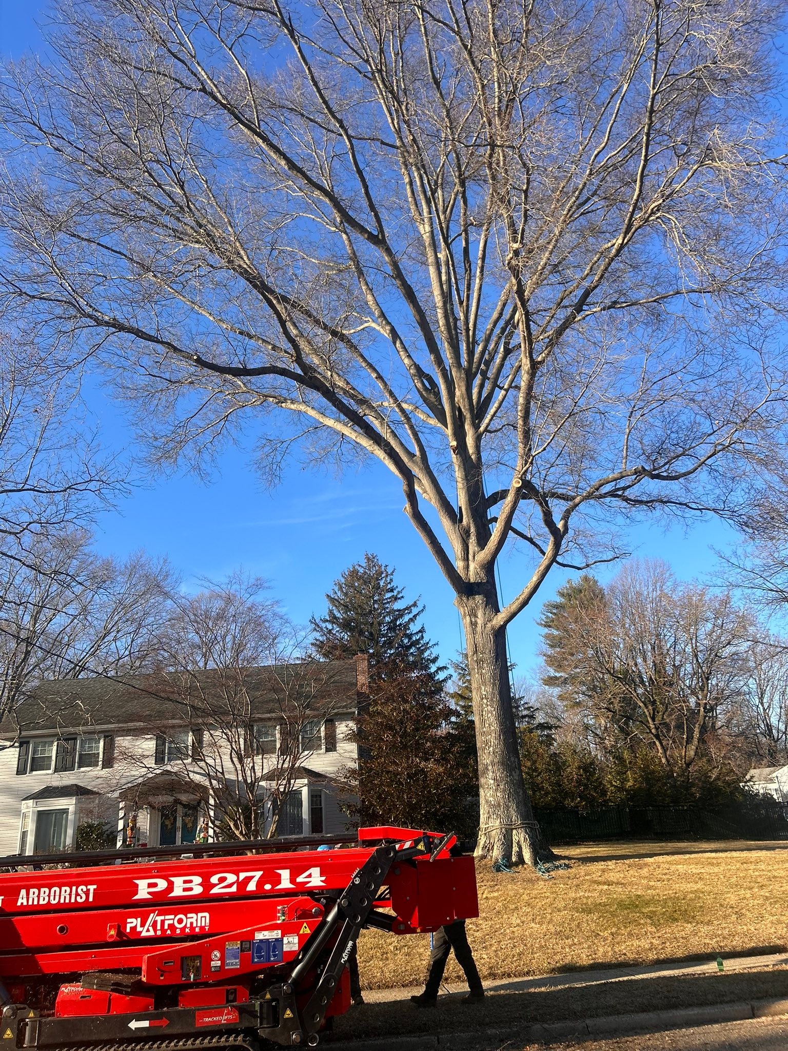 Cooks Tree Service inc. | Lincroft NJ