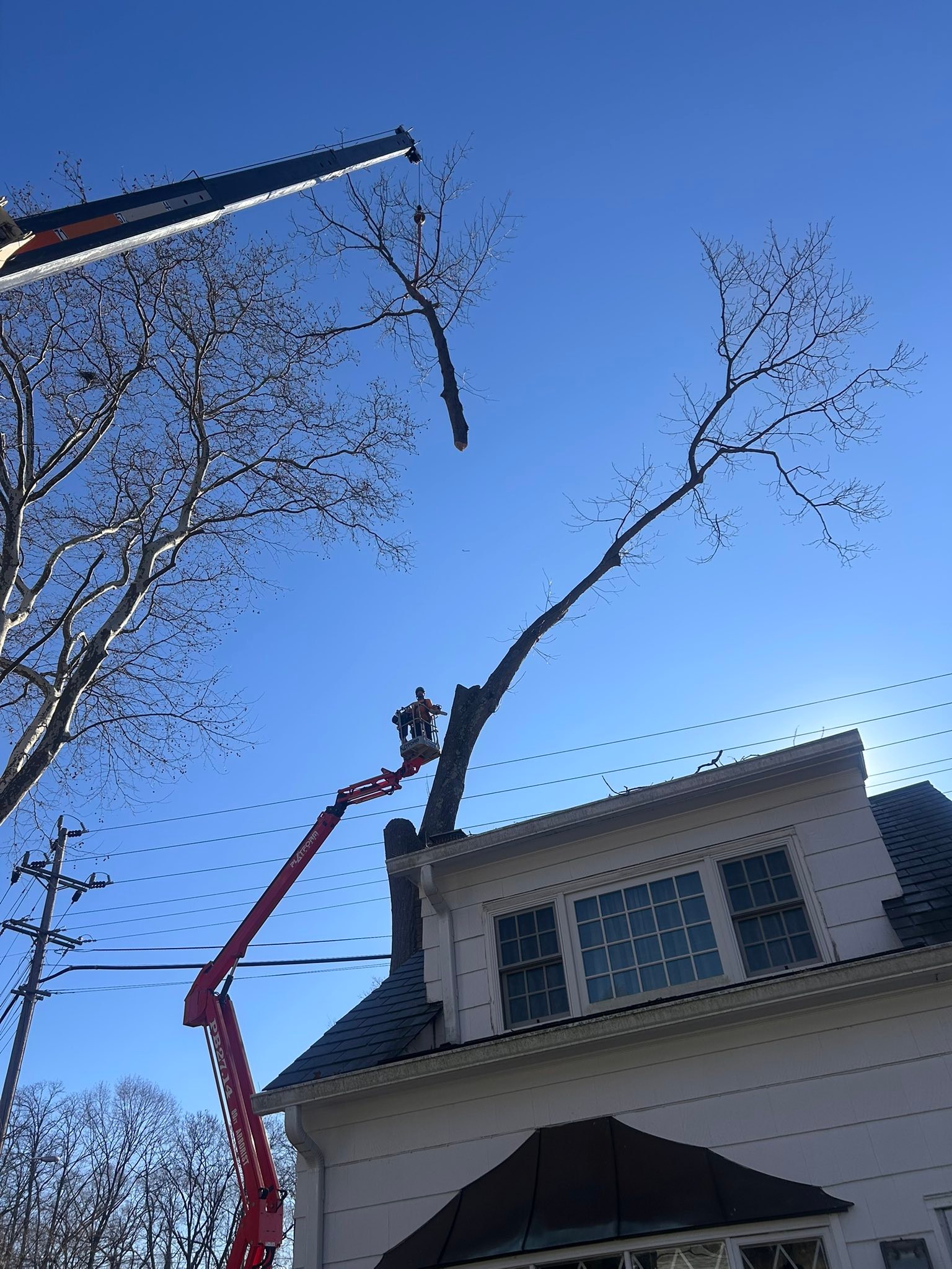 Cooks Tree Service inc. | Lincroft NJ