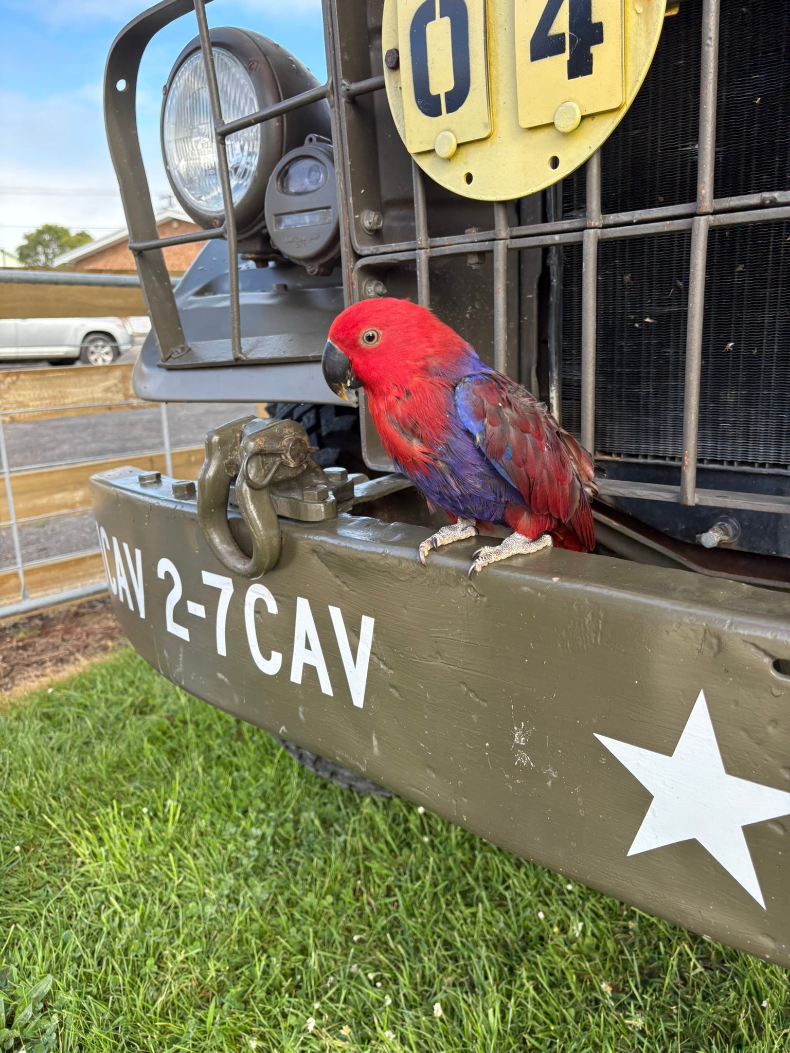 ♥️ Ruby... - Bird Rescue, Rehoming and Adoption, Taranaki, NZ | Facebook
