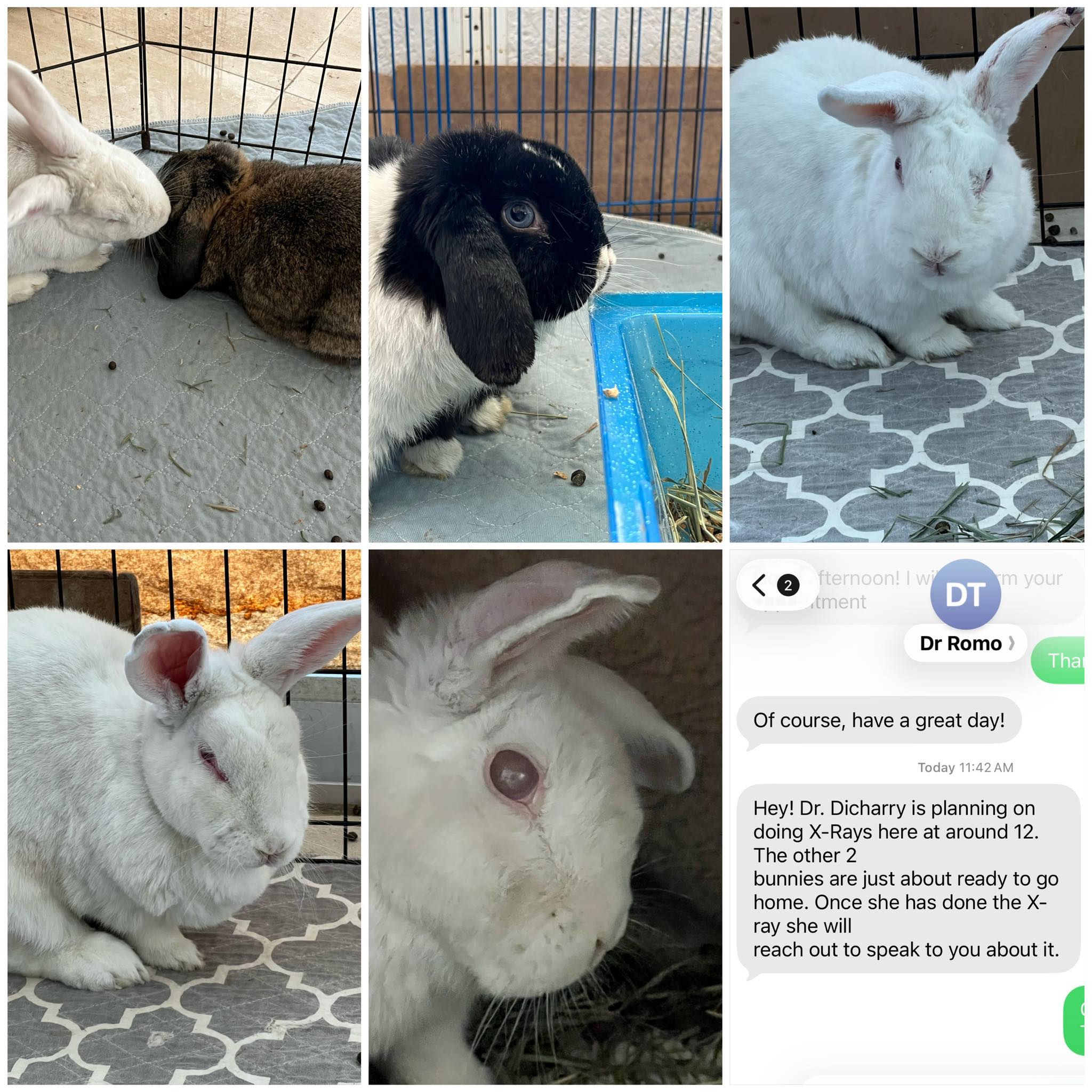 East Coast Rabbit Rescue added... - East Coast Rabbit Rescue