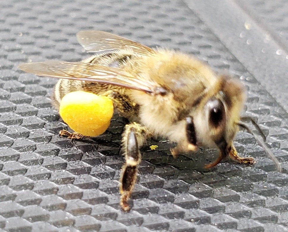 Granite State Apiaries LLC | Nottingham NH