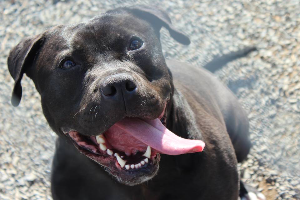 ~LOST DOG~ Location: Chambersburg, PA... - Bring Home Athena | Facebook