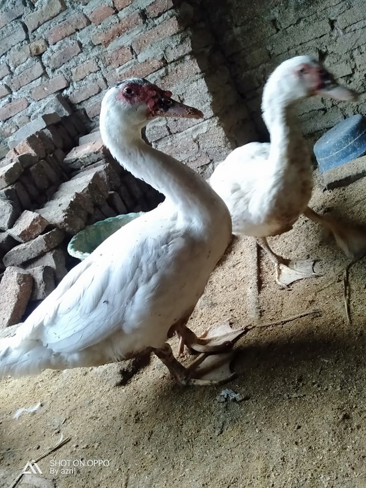mentok jumbo dan rambon Mojokerto