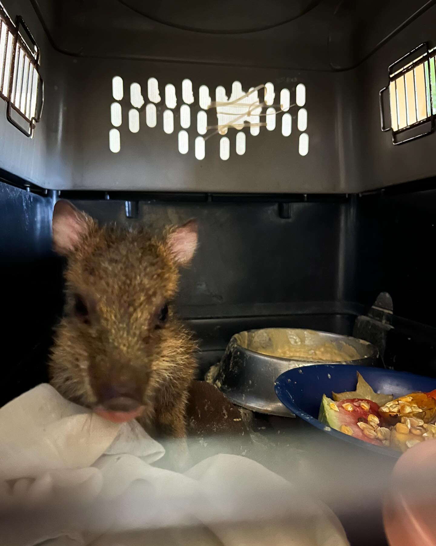 A sad story to share.... - Belize Wildlife & Referral Clinic | Facebook
