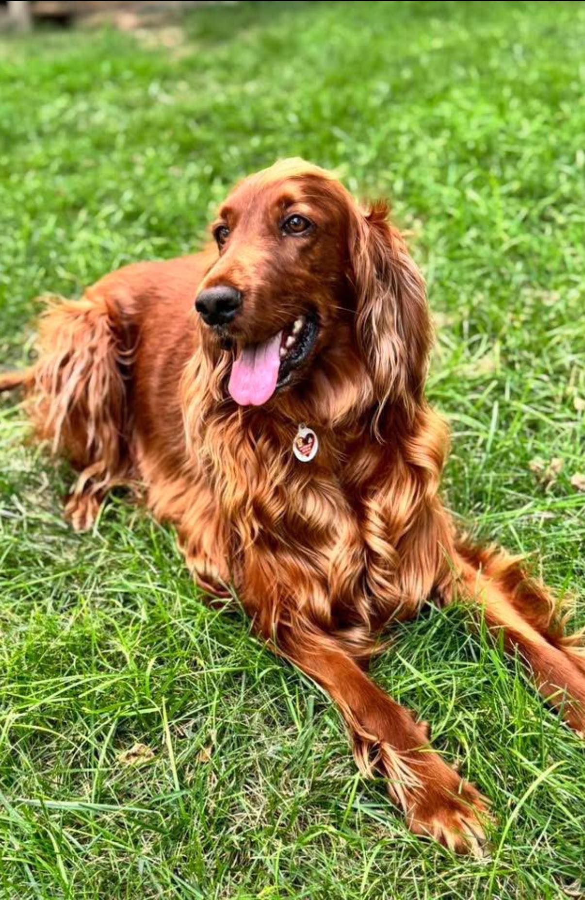 🐾 AVAILABLE FOR ADOPTION — MEET WENDY... - HavaHeart Rescue | Facebook