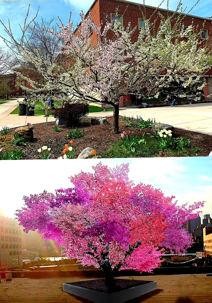 Ever heard of the Tree of 40 Fruit? This blend of science and art