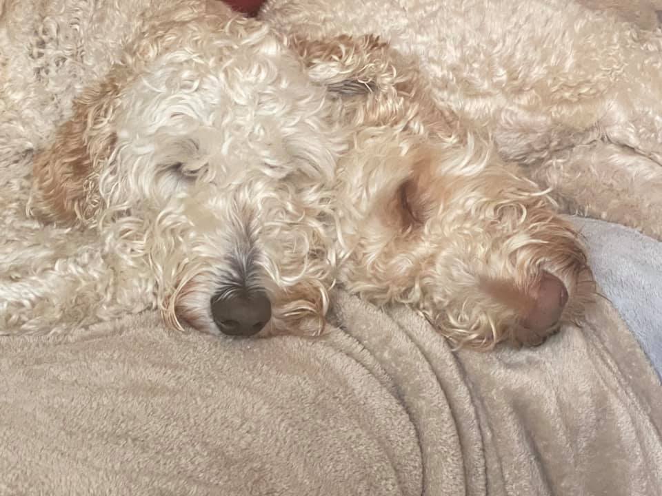 Bryn & Ritchie - Snuggling up after a long wet walkies ☔️ 🐾 ️