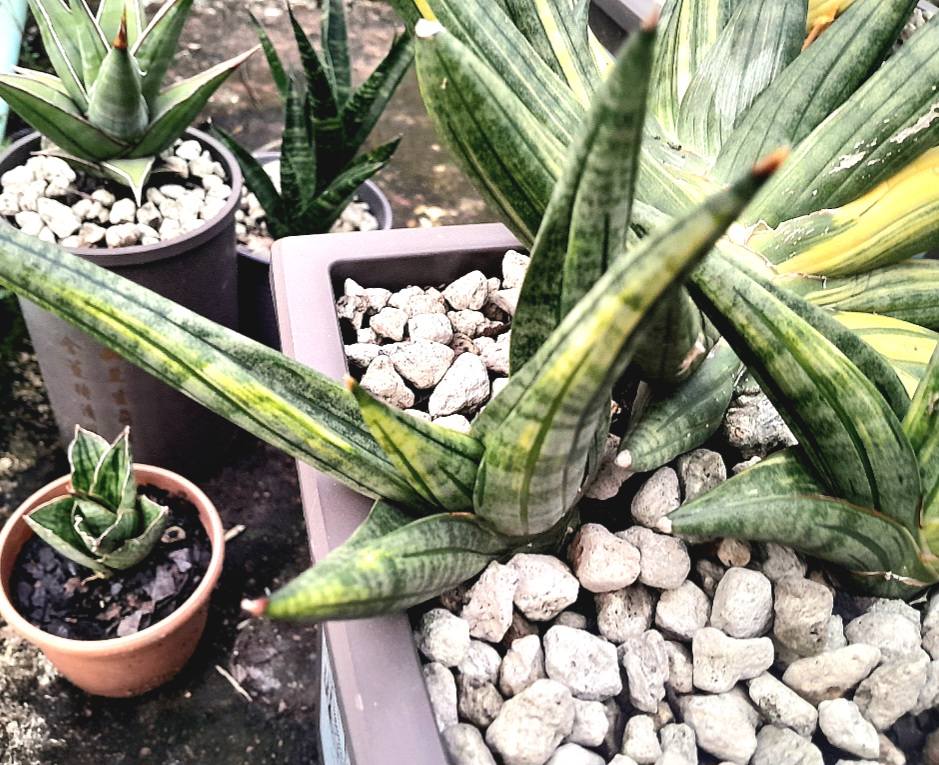Black pearl  Sansevieria Black pearl Variegated