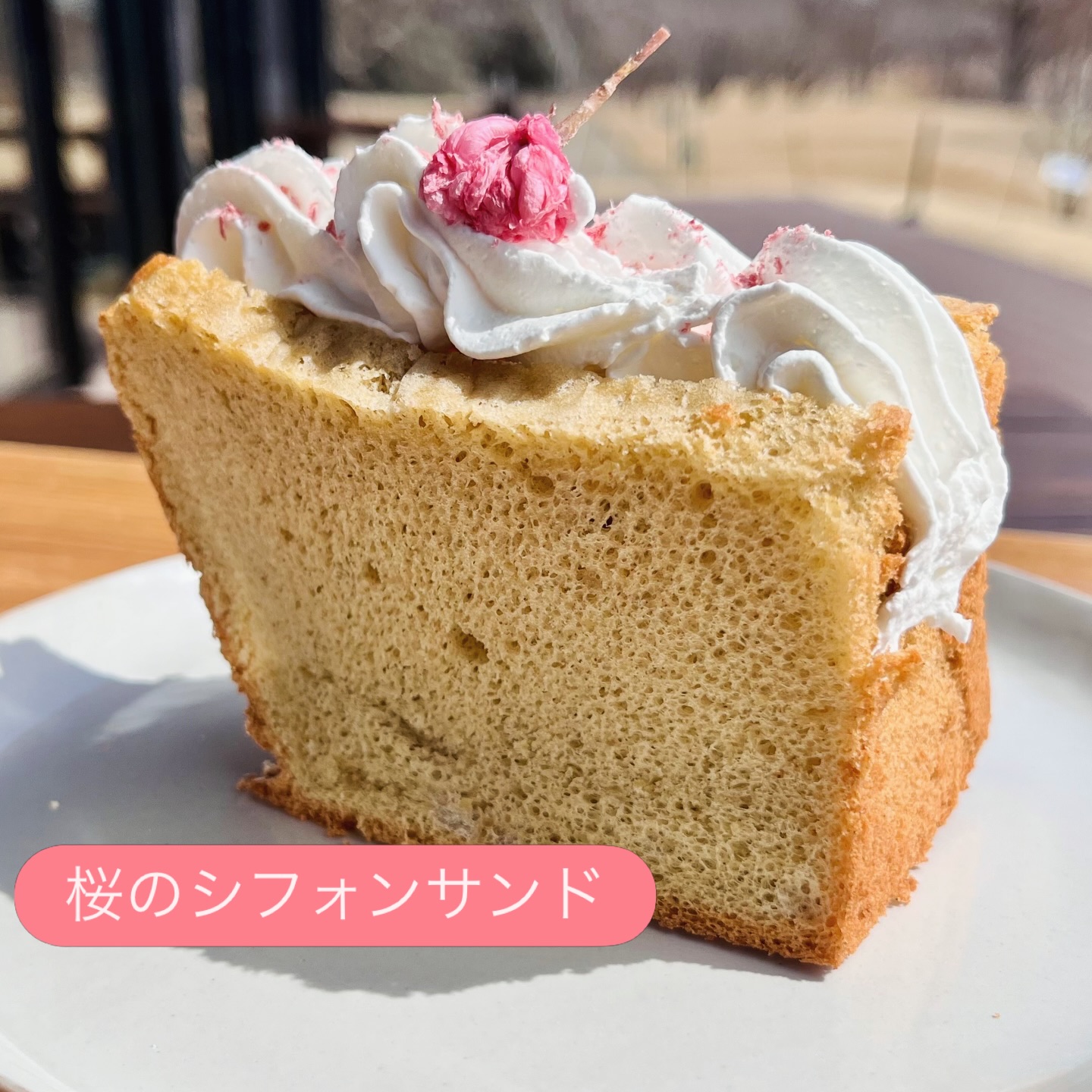 🌸クラフトカフェより お知らせです🌸 桜開花のニュースが ちらほらと