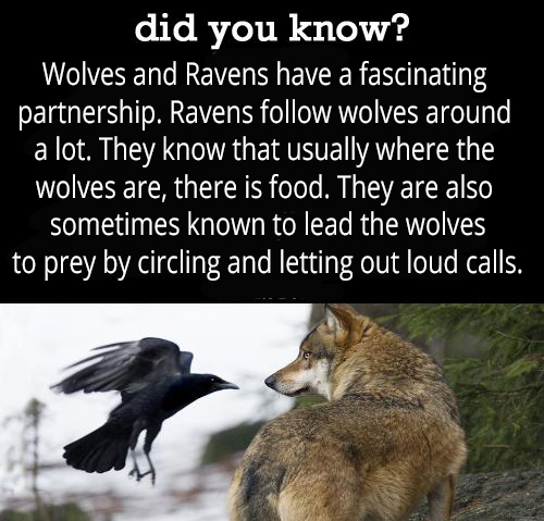 **Wednesday Wolf Fact!** 🐺... - Wolf Mountain Sanctuary | Facebook