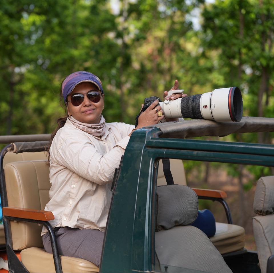 D1 Male of Bandhavgarh Oct 2026 | Srijita Majumdar