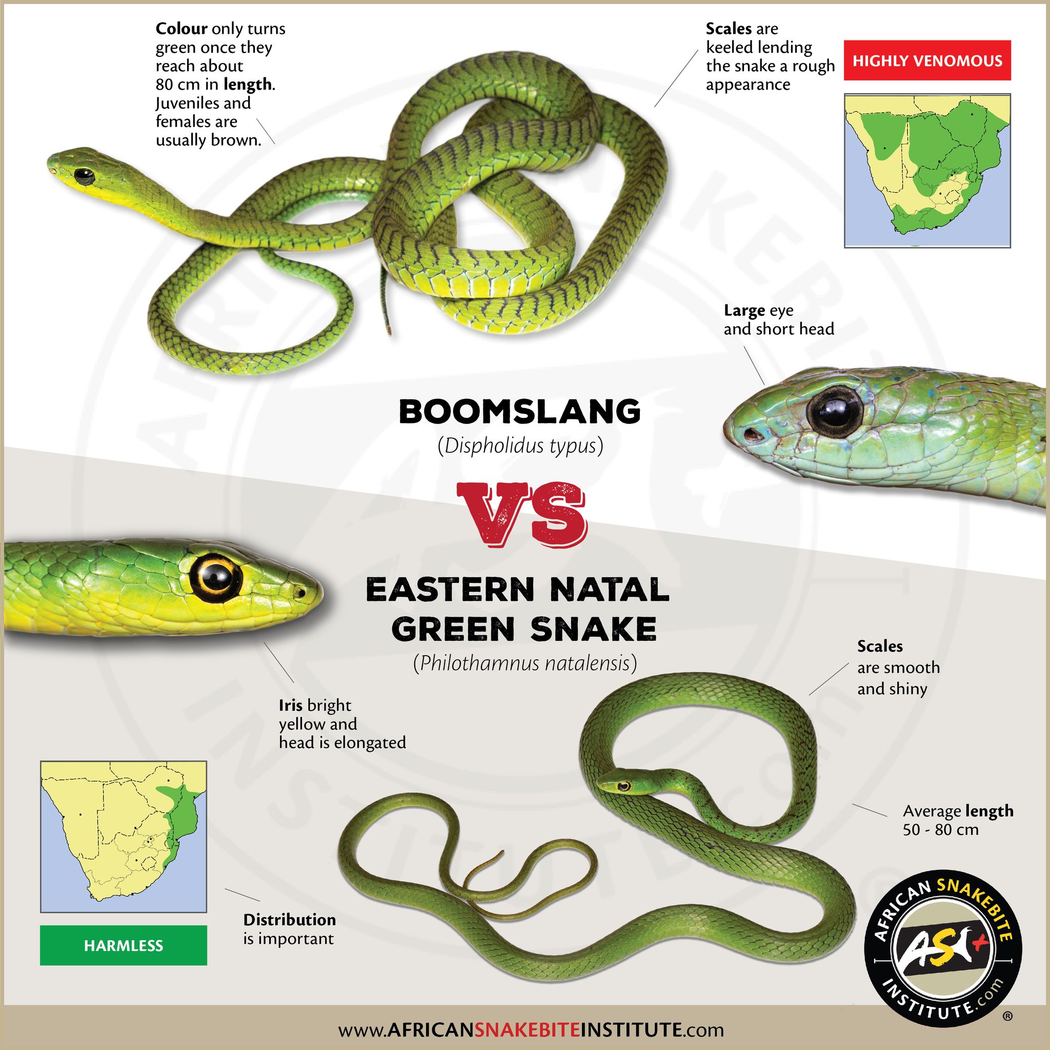 Snake Comparisons -... - African Snakebite Institute | Facebook