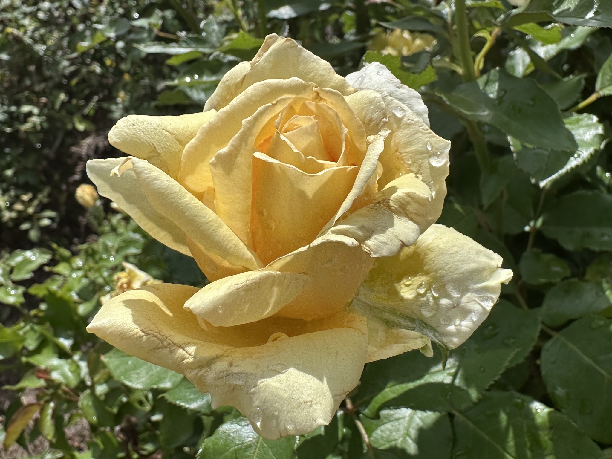 Ludwig's Roses - Rose indica Major as it is best known is in full bloom ...