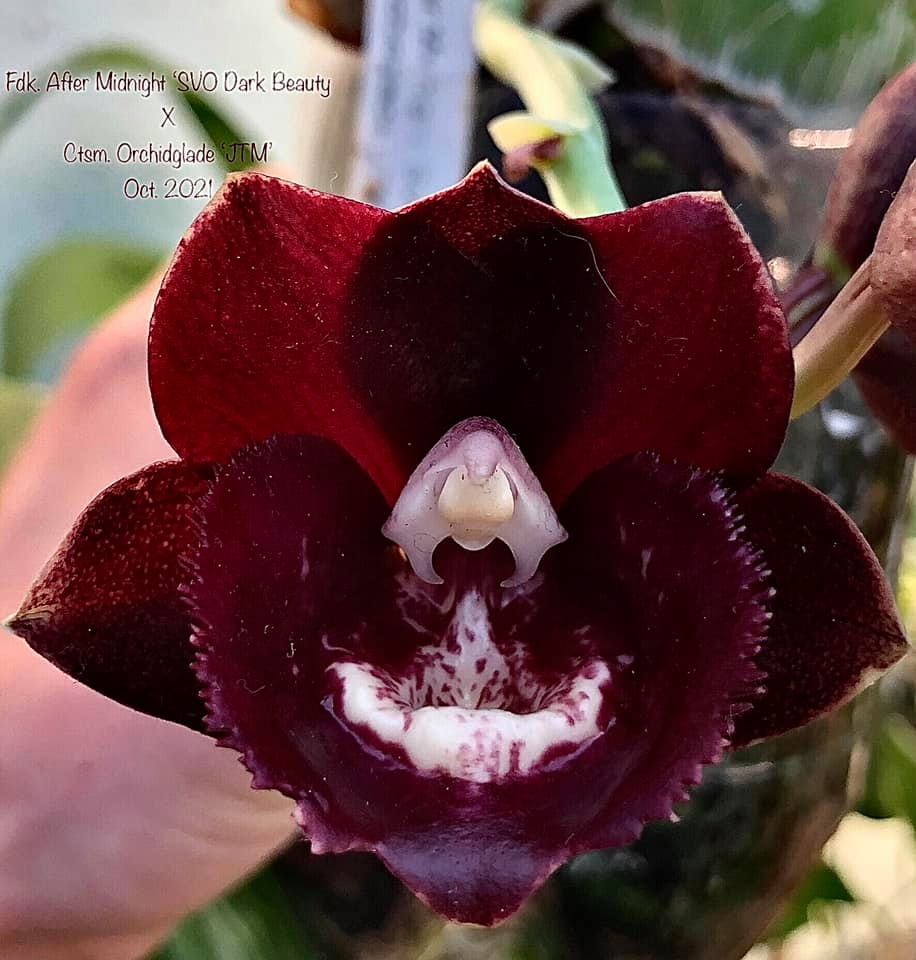 Unusual clonal mutation of SVO Black Pearl orchid