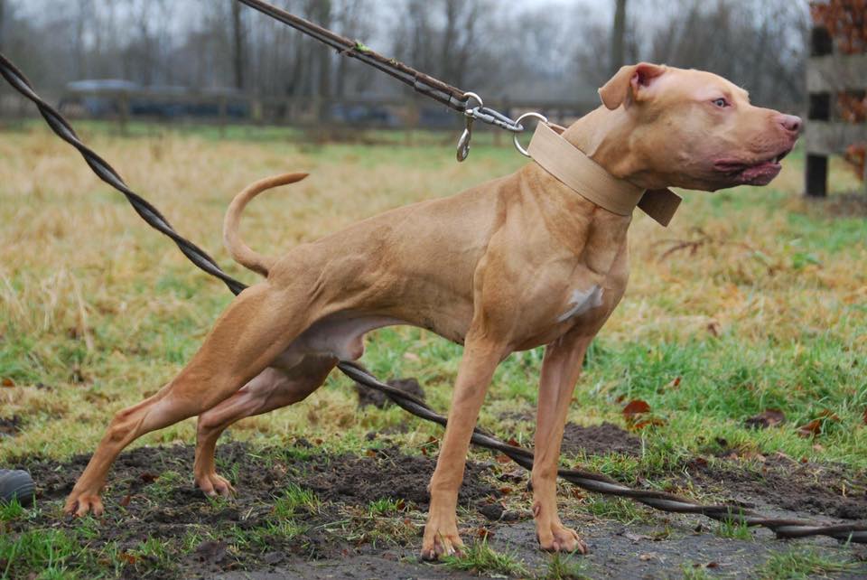 Apbt