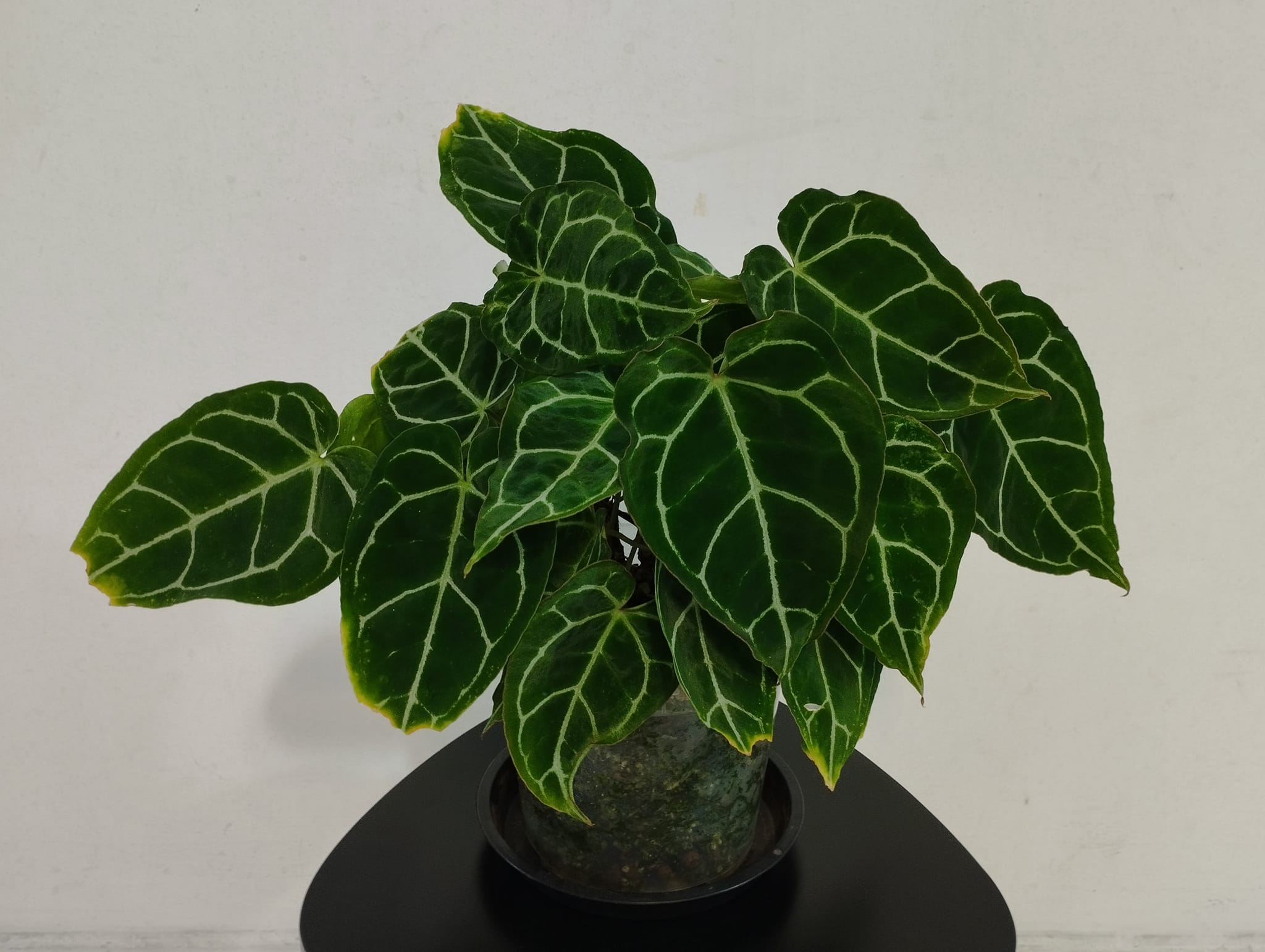 Crystallinum Select Large 53 × Angela 35