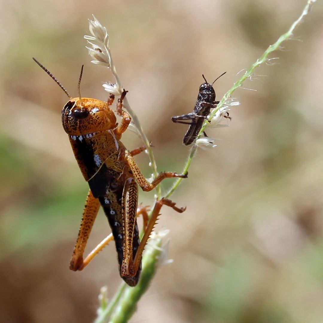 Banana - Do you know the key difference between locusts and ...