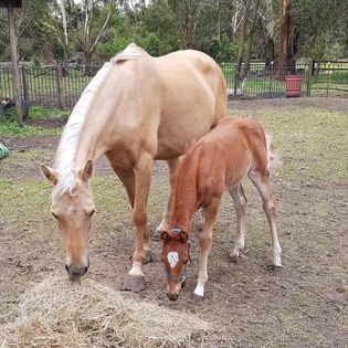 Burrun Barr Stud | Knights Hill NSW