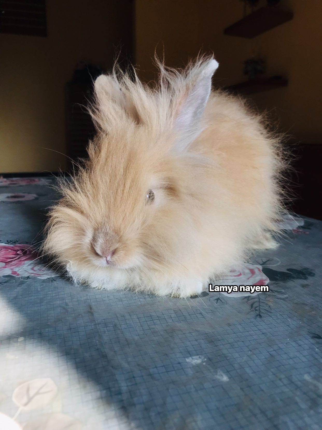 Fancy Rabbit Breeders Community of Bangladesh | Female Rabbit | Facebook