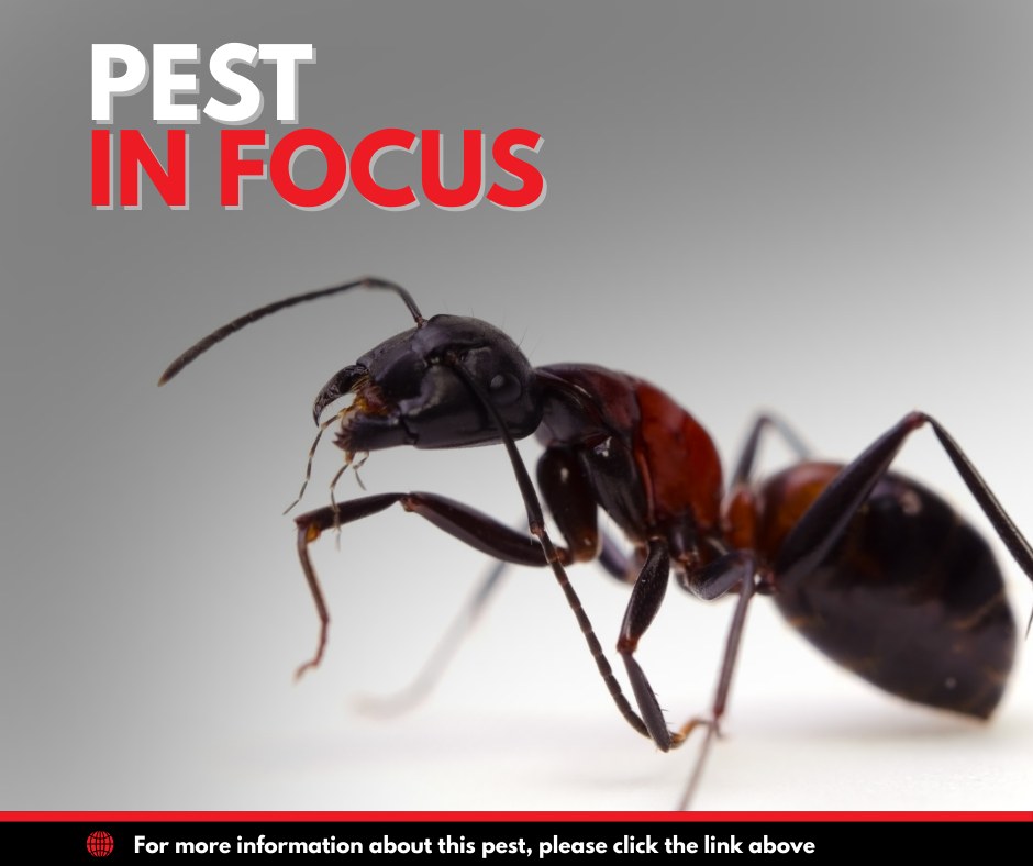 PestXpert - Pest in Focus: Ants They might look harmless, but ants can ...