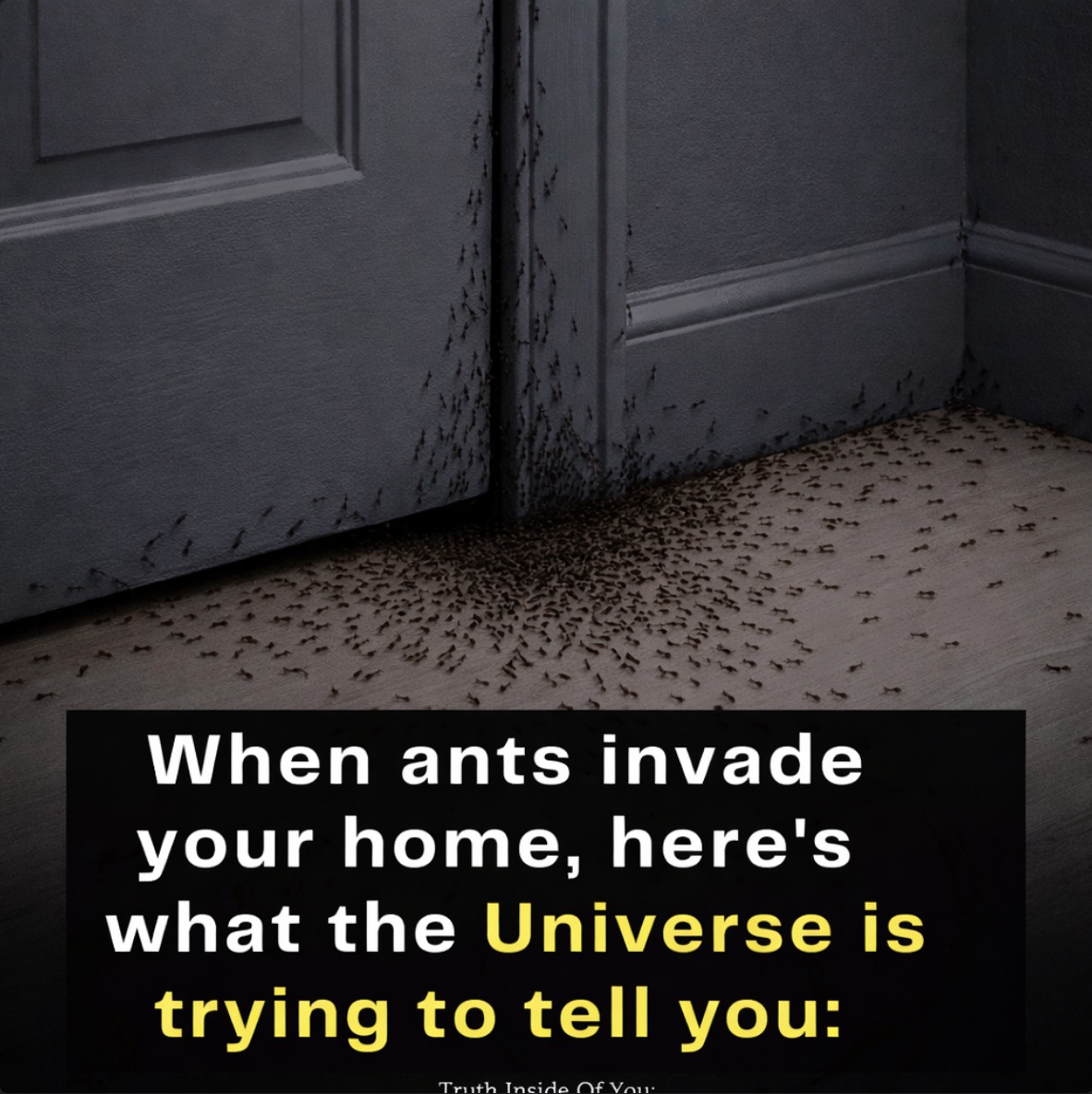 Truth - When ants invade your home, here's what the Universe is trying ...