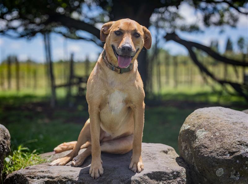 Waipa - Introducing Missy and Chaos 💙 2 years old, medium in size and ...