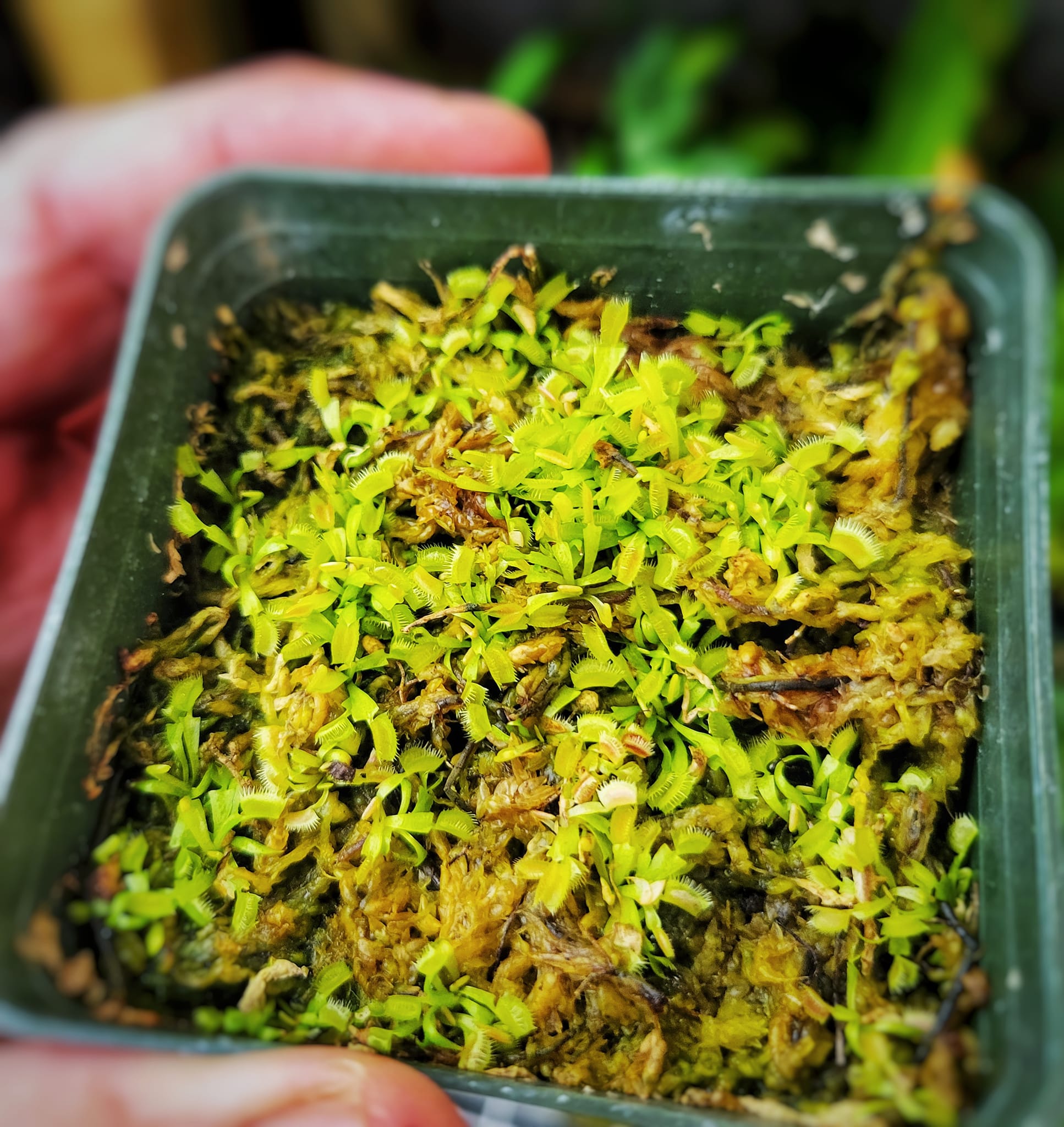 A lovely flytrap flower in full bloom 😍 We leave these flowers on