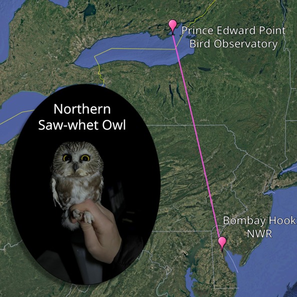 We saw what??... - Coastal Delaware National Wildlife Refuges | Facebook