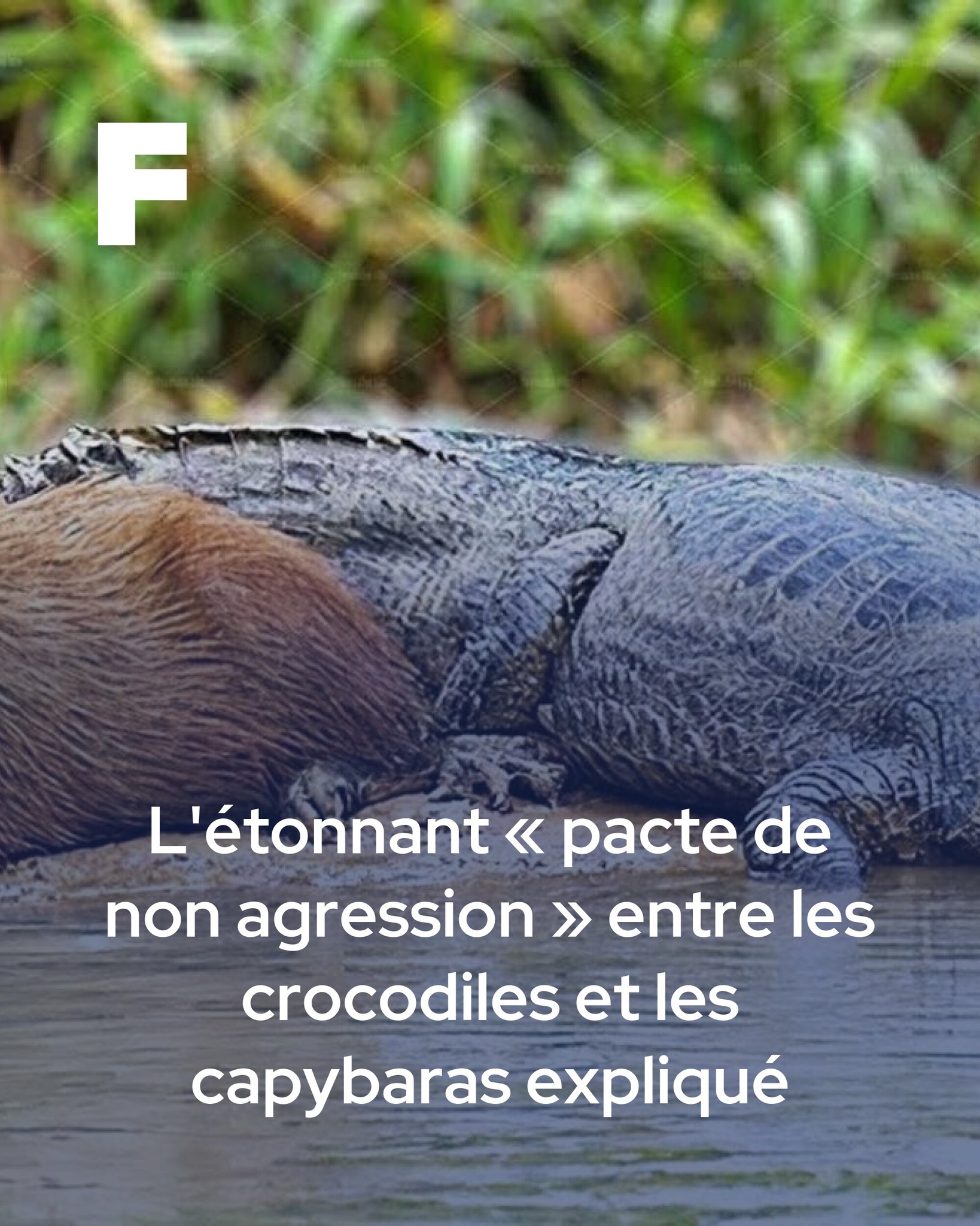 Futura - [🐛] Une étonnante définition de l'instinct de survie ! Des ...