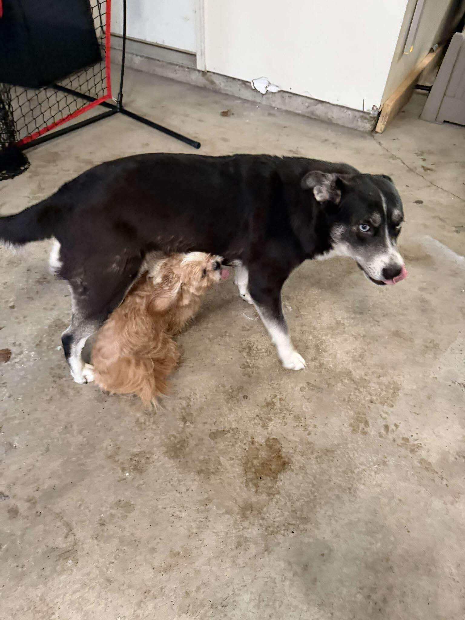 Lost and... - Lost and Found Pets in Porter County Indiana