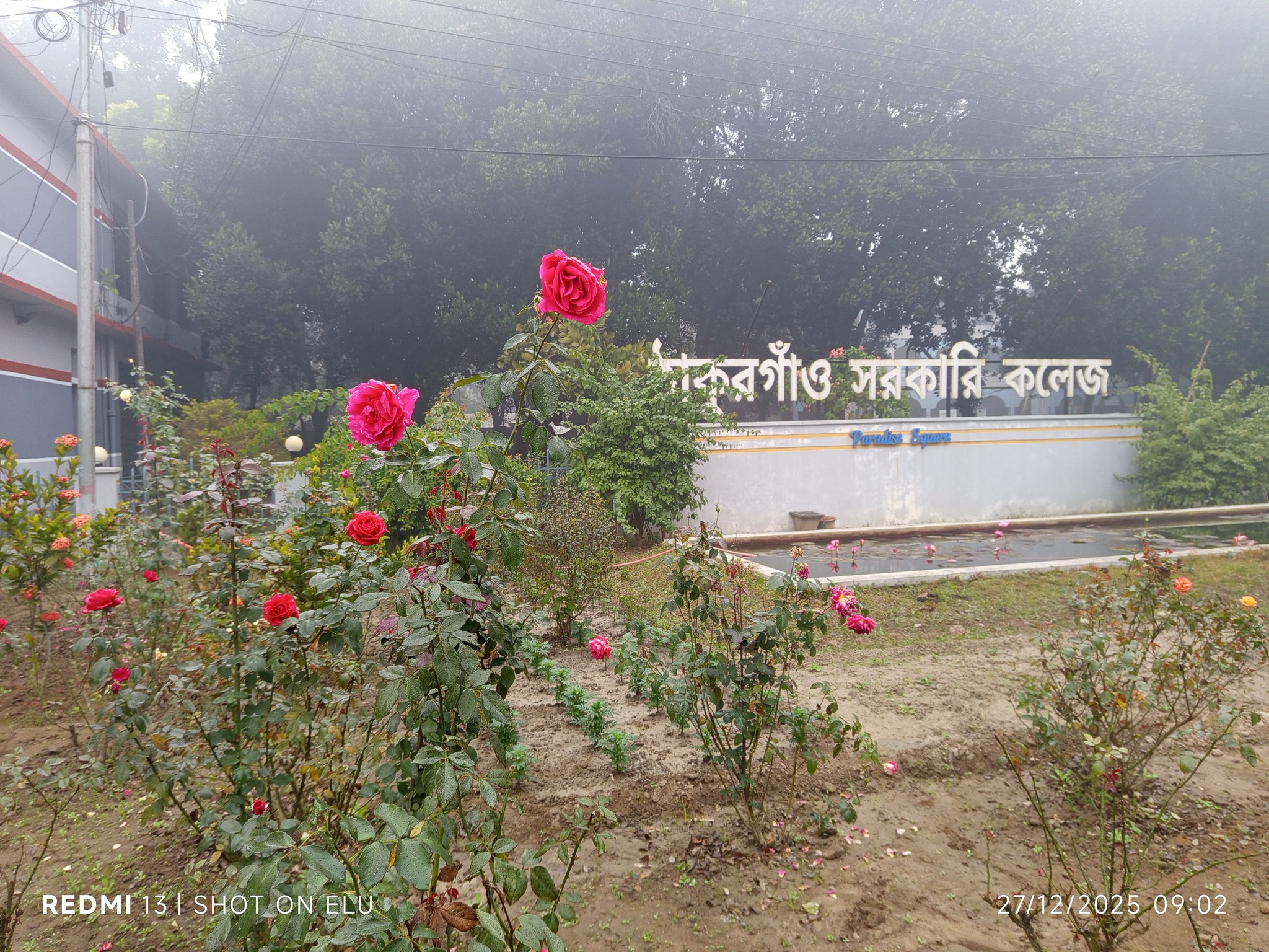 ইলুপ্পু | Rangpur